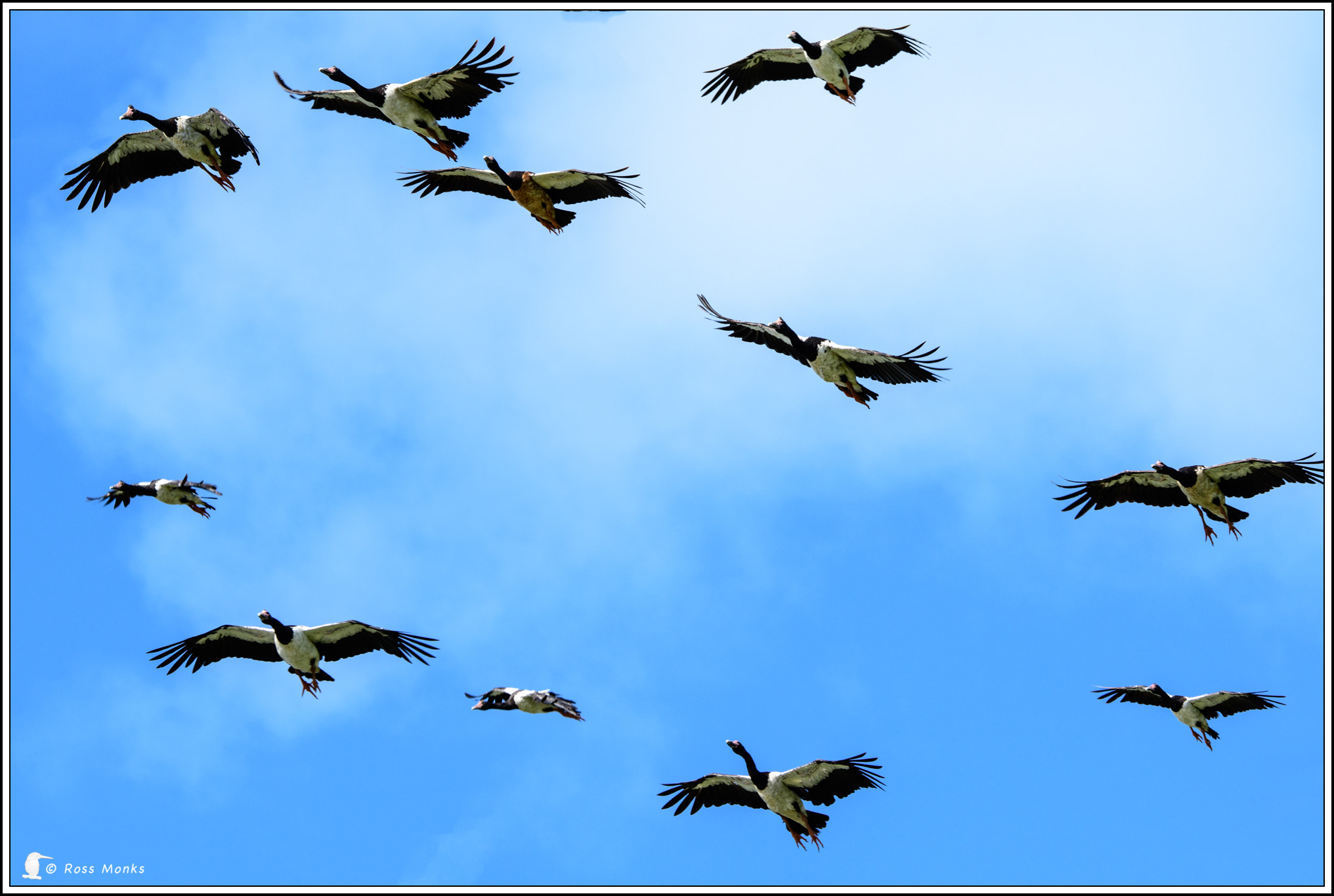 Nikon D500 sample photo. Magpie geese photography
