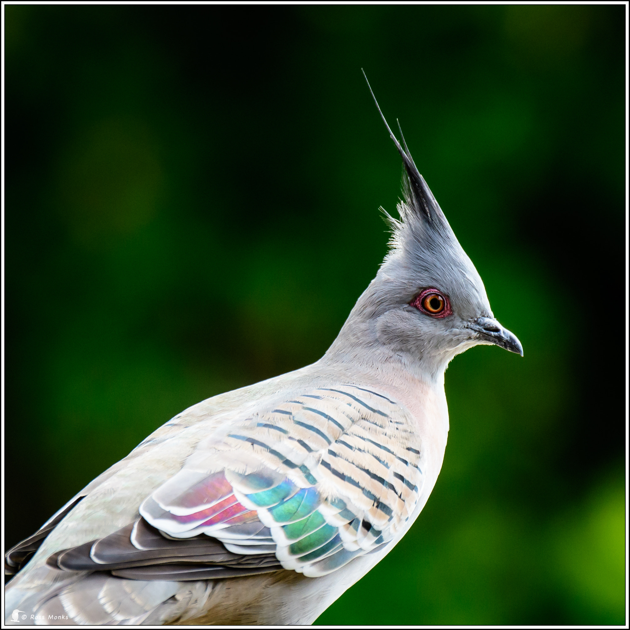 Nikon D500 sample photo. Crested pigeon photography