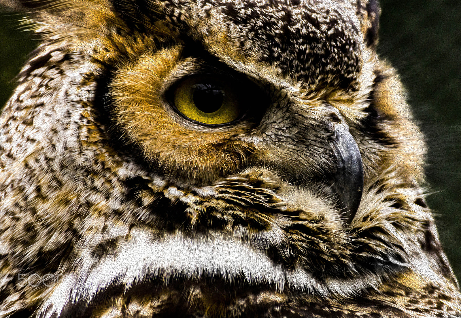 Sony SLT-A65 (SLT-A65V) sample photo. Owl photography
