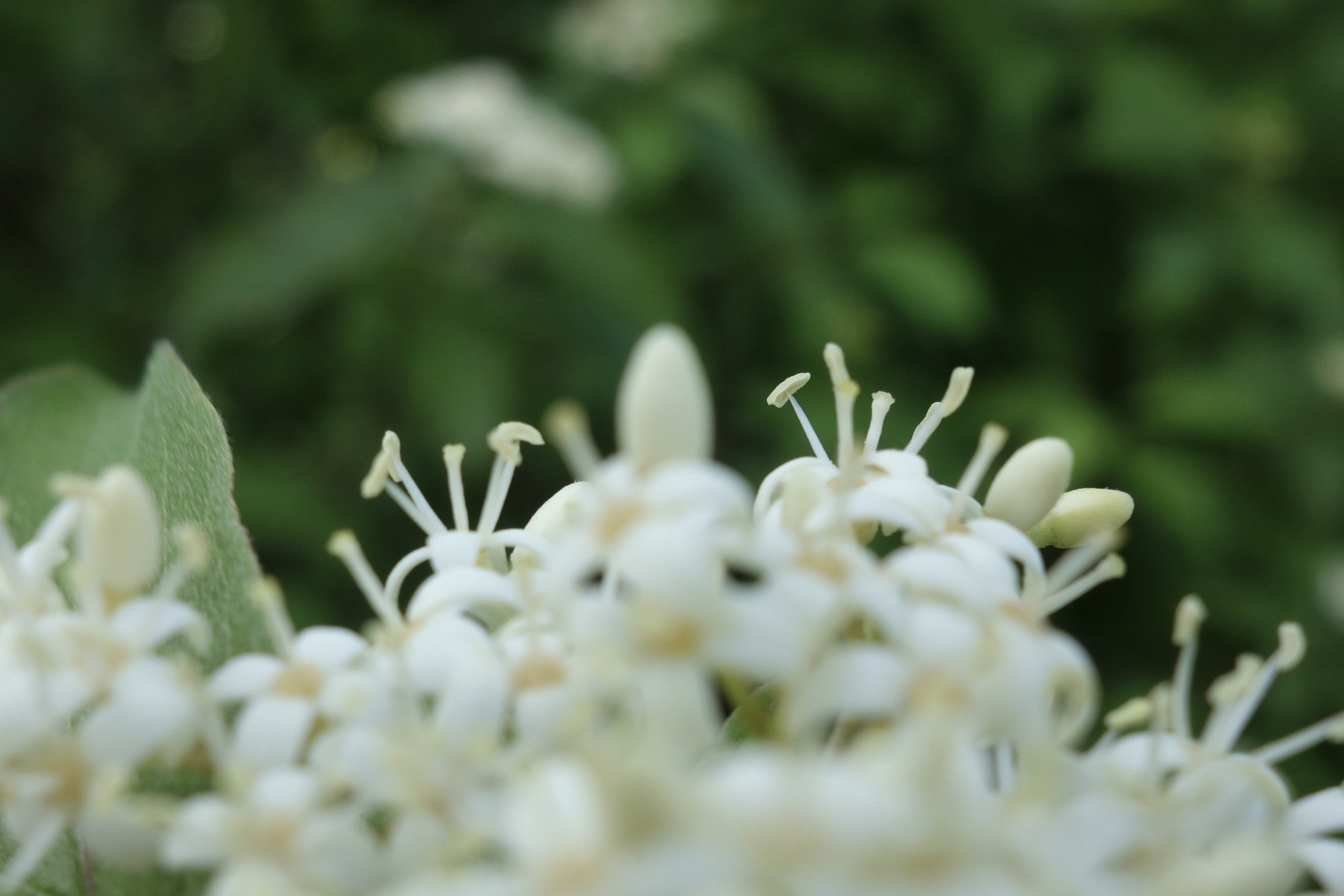 Sony 28-100mm F1.8-4.9 sample photo. Macro of cluster of white flowers photography