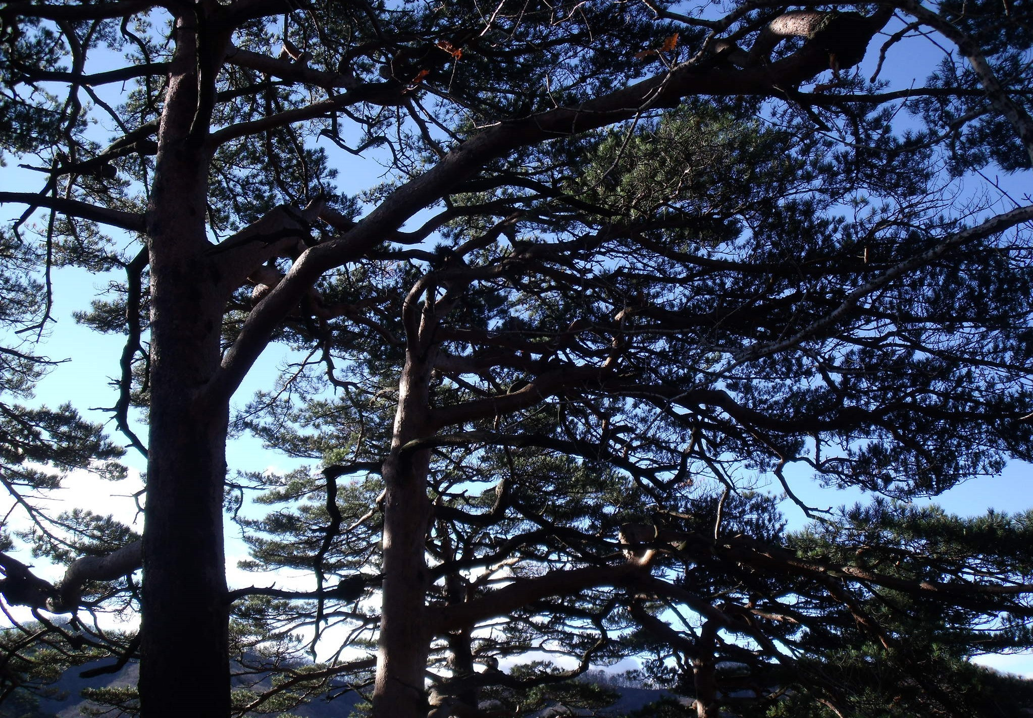 Fujifilm FinePix J110W sample photo. Pine trees on the ridge photography
