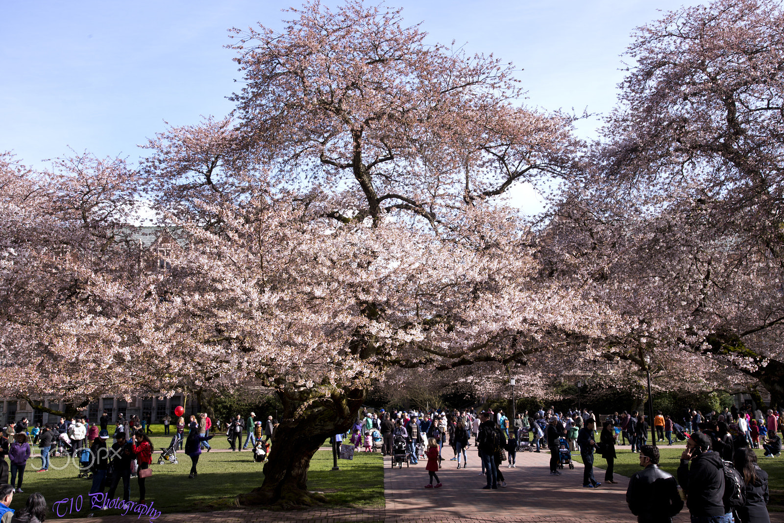 Nikon D750 + Sigma 70-200mm F2.8 EX DG Macro HSM II sample photo. Cherry blossom in uw seattle photography