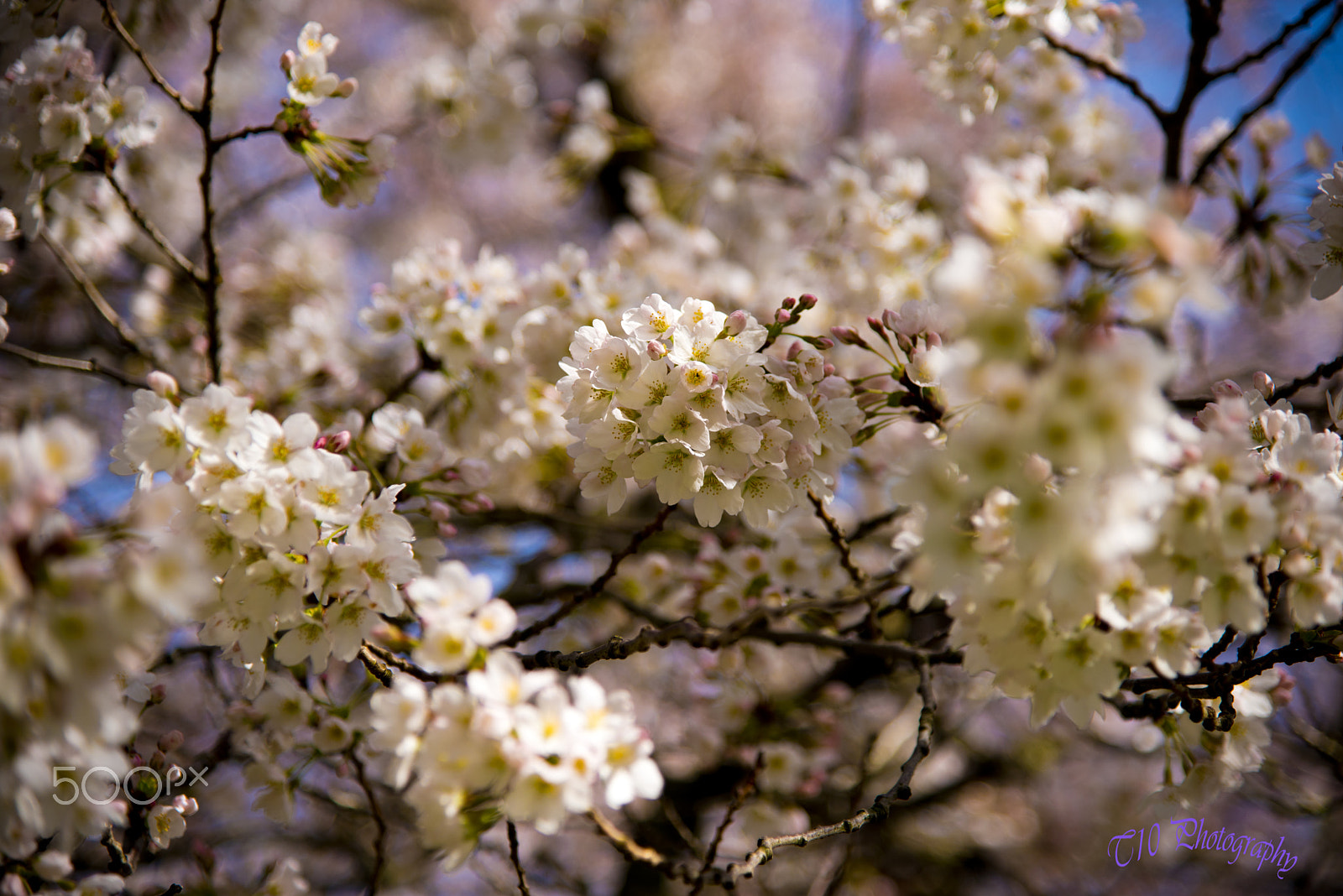 Nikon D750 sample photo. Cherry blossom in uw seattle photography