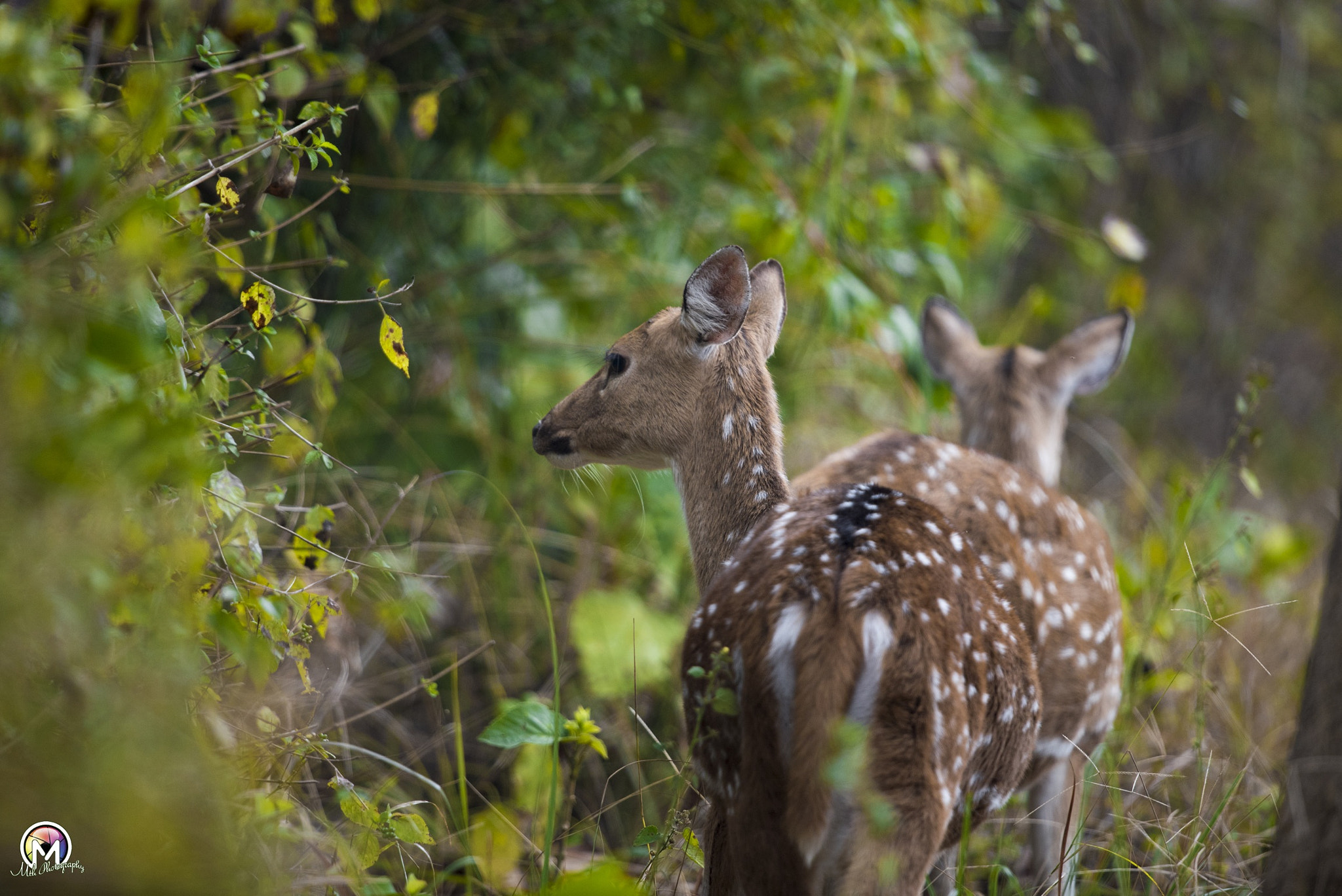 Nikon AF-S Nikkor 600mm F4G ED VR sample photo. Spotted deer  photography