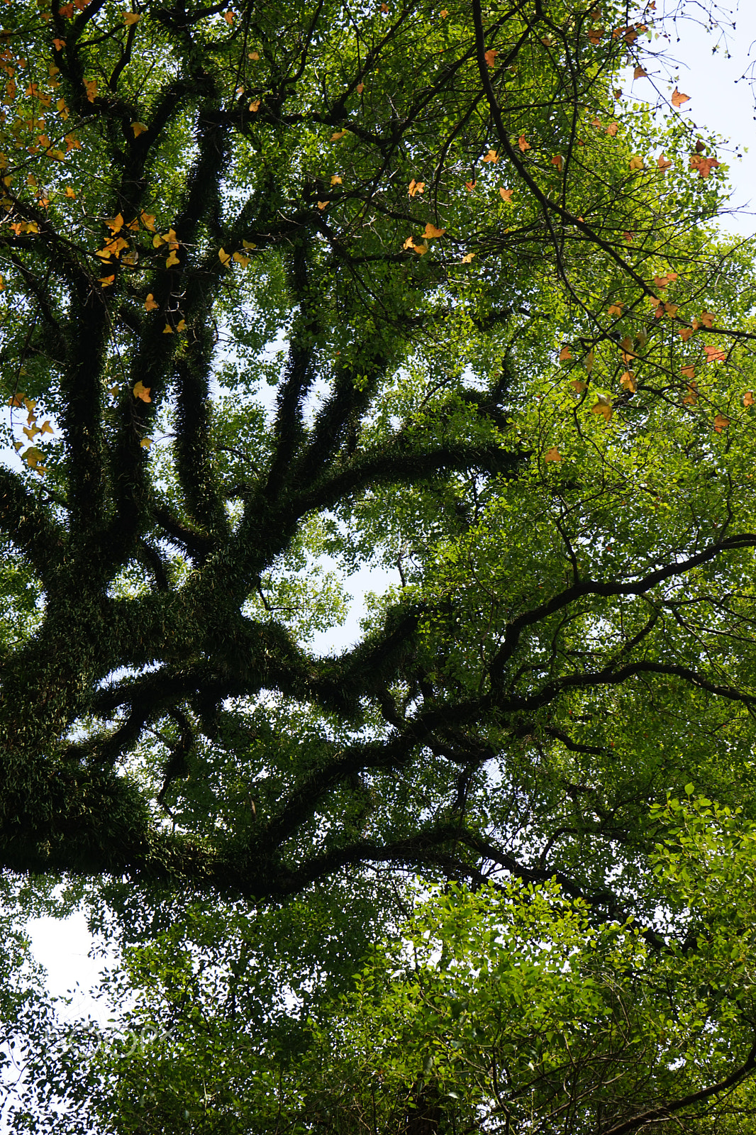 Sony FE 28-70mm F3.5-5.6 OSS sample photo. The old camphor tree photography