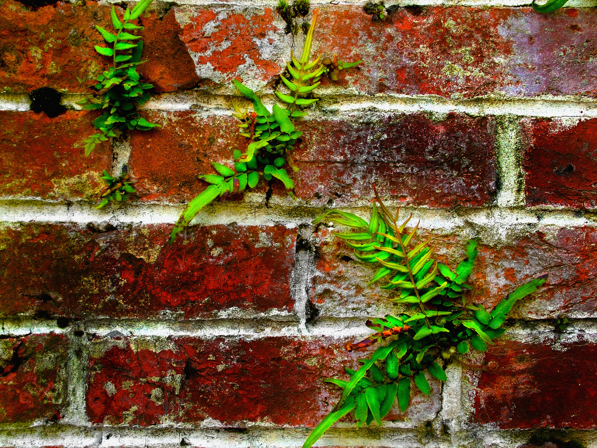 Fujifilm FinePix S7000 sample photo. Bricks and ferns - savannah, georgia photography