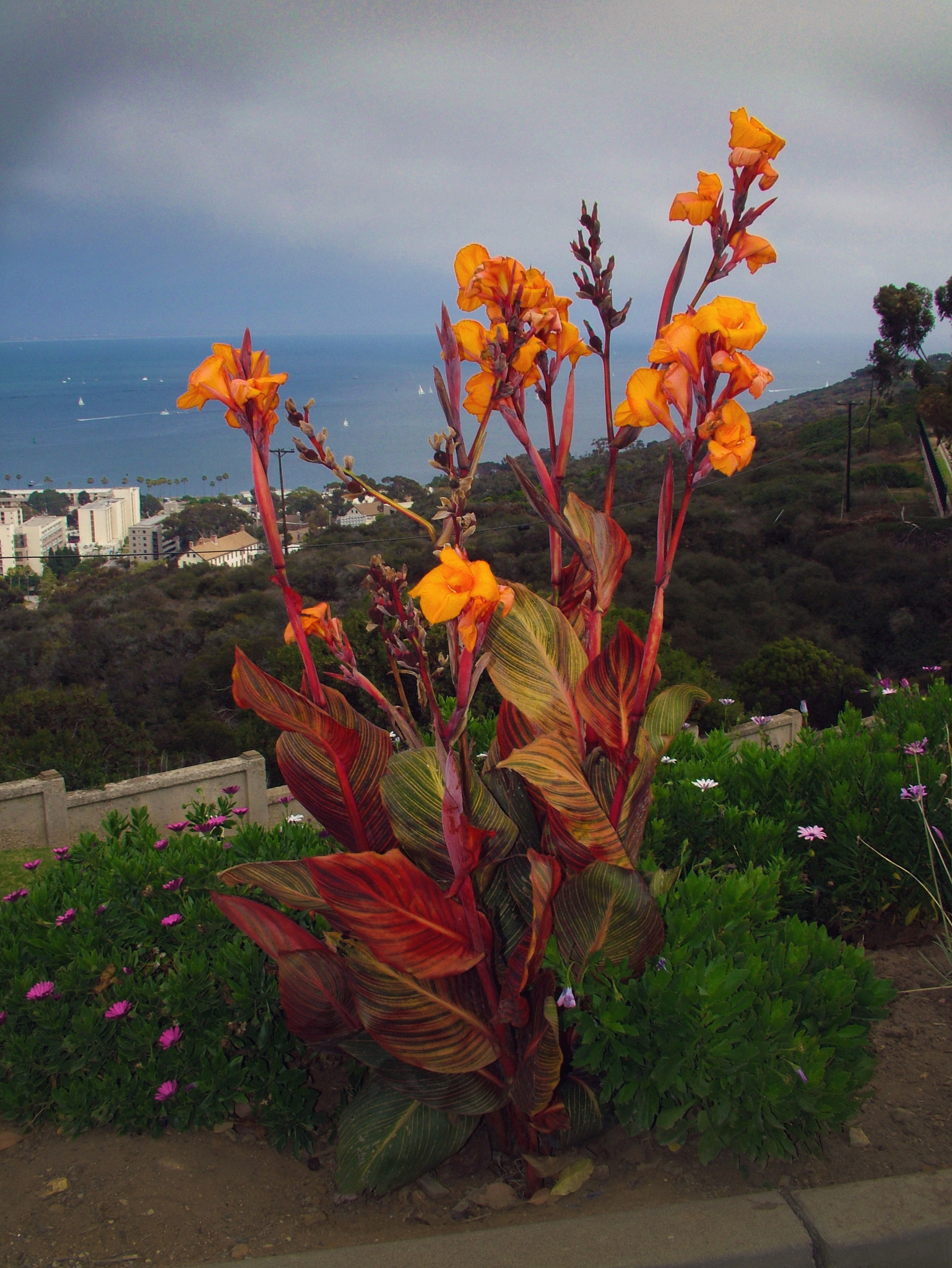 Fujifilm FinePix S7000 sample photo. Colorful plant - point loma, california photography