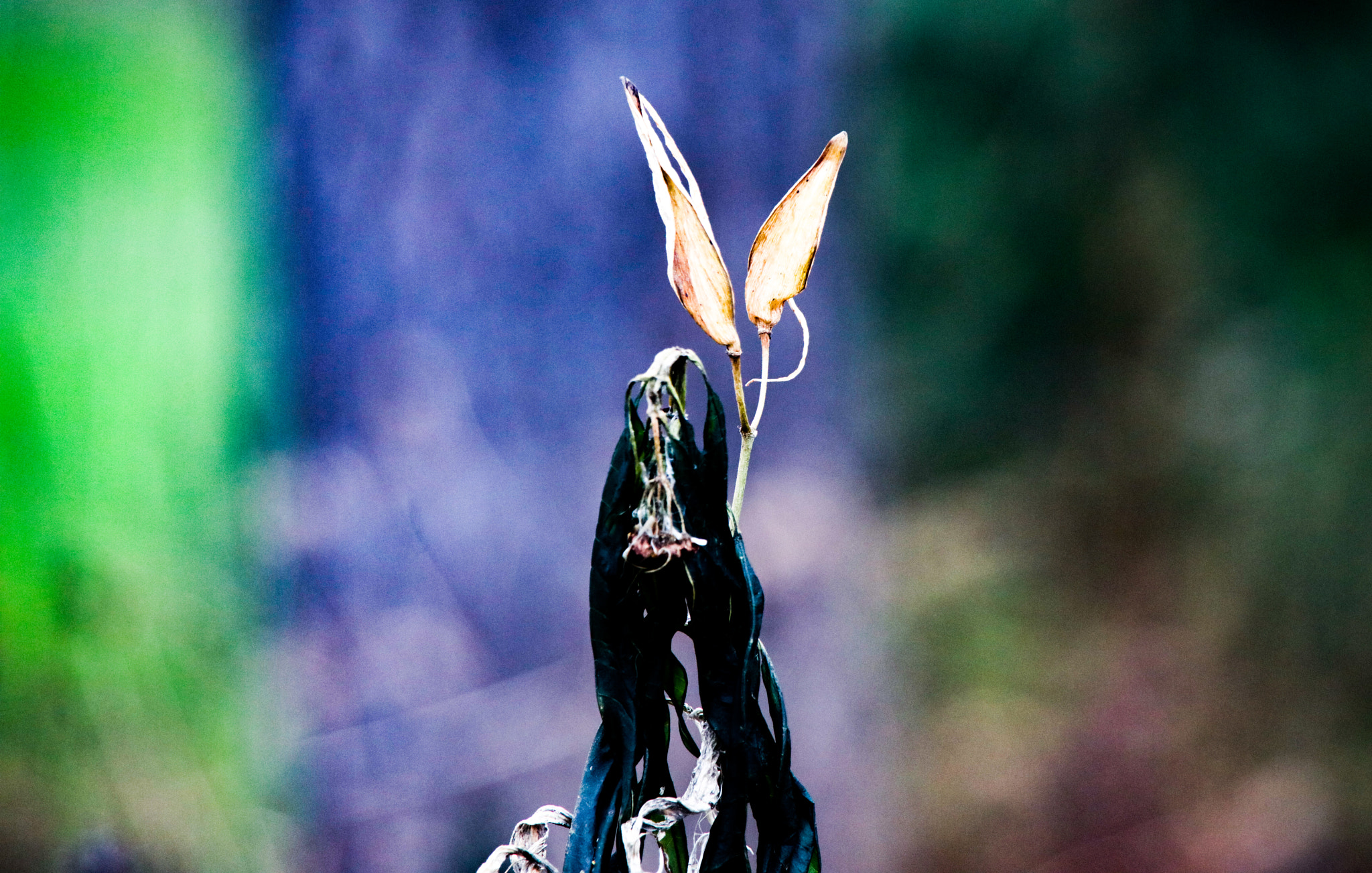 Canon EOS 5DS R sample photo. There be fairies hidding in them woods photography
