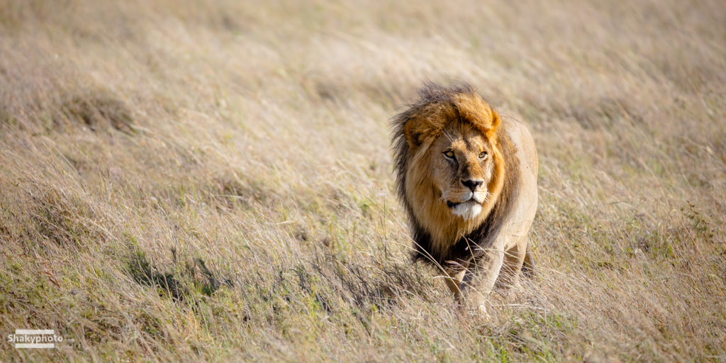 Canon EF 200-400mm F4L IS USM Extender 1.4x sample photo. Roam photography