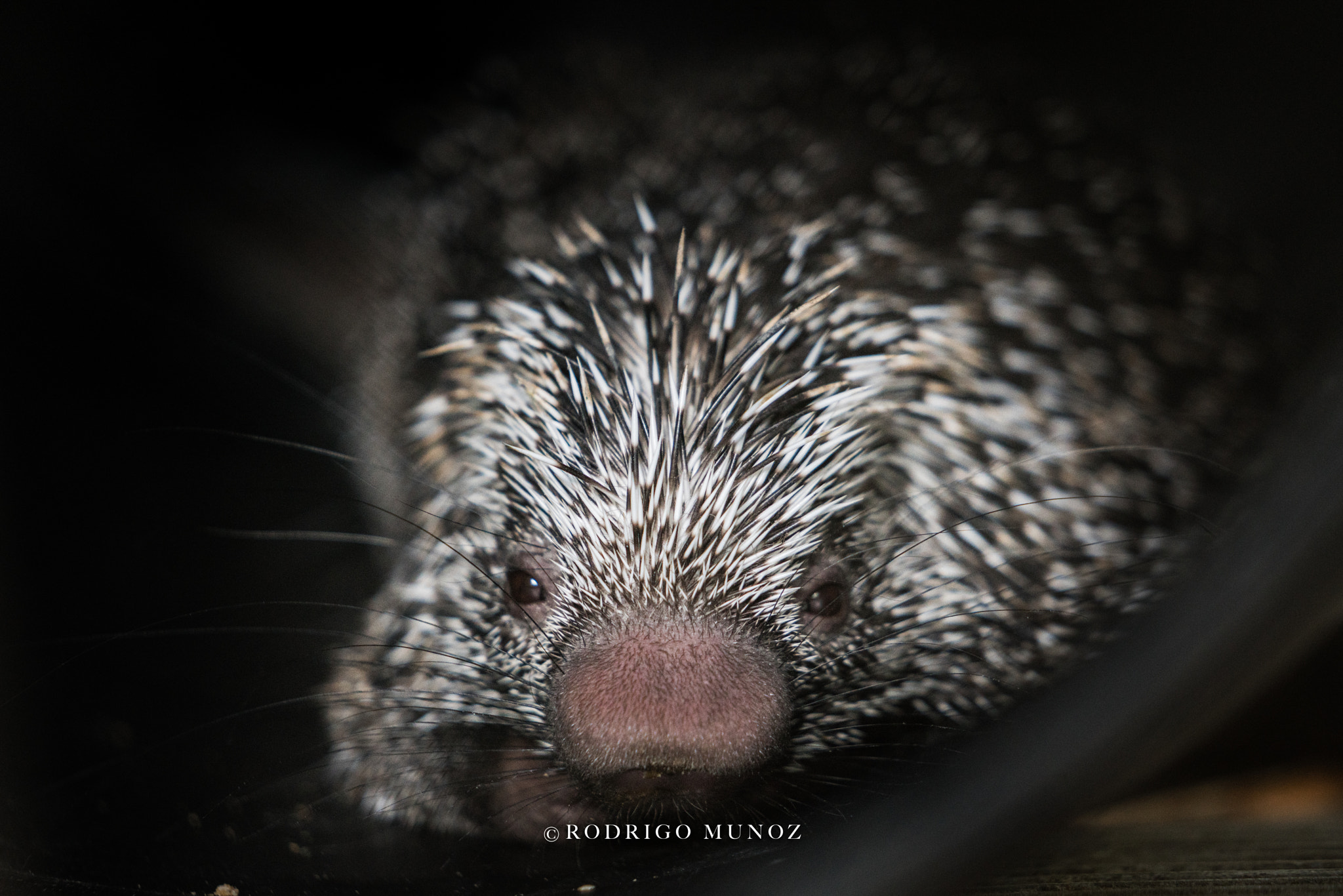 Sony FE 70-200mm F2.8 GM OSS sample photo. Porcupine photography