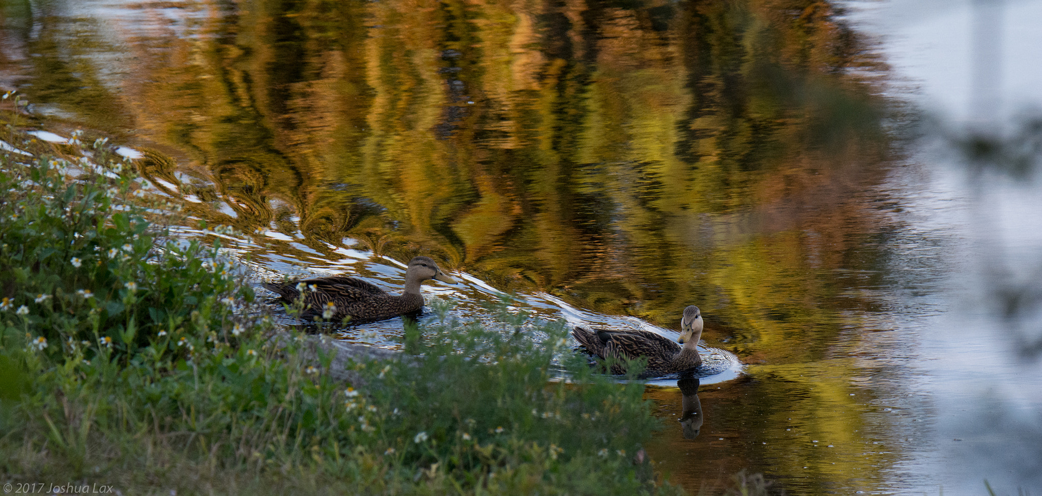 Nikon D5200 + Sigma 50mm F2.8 EX DG Macro sample photo. Mallard ducks photography