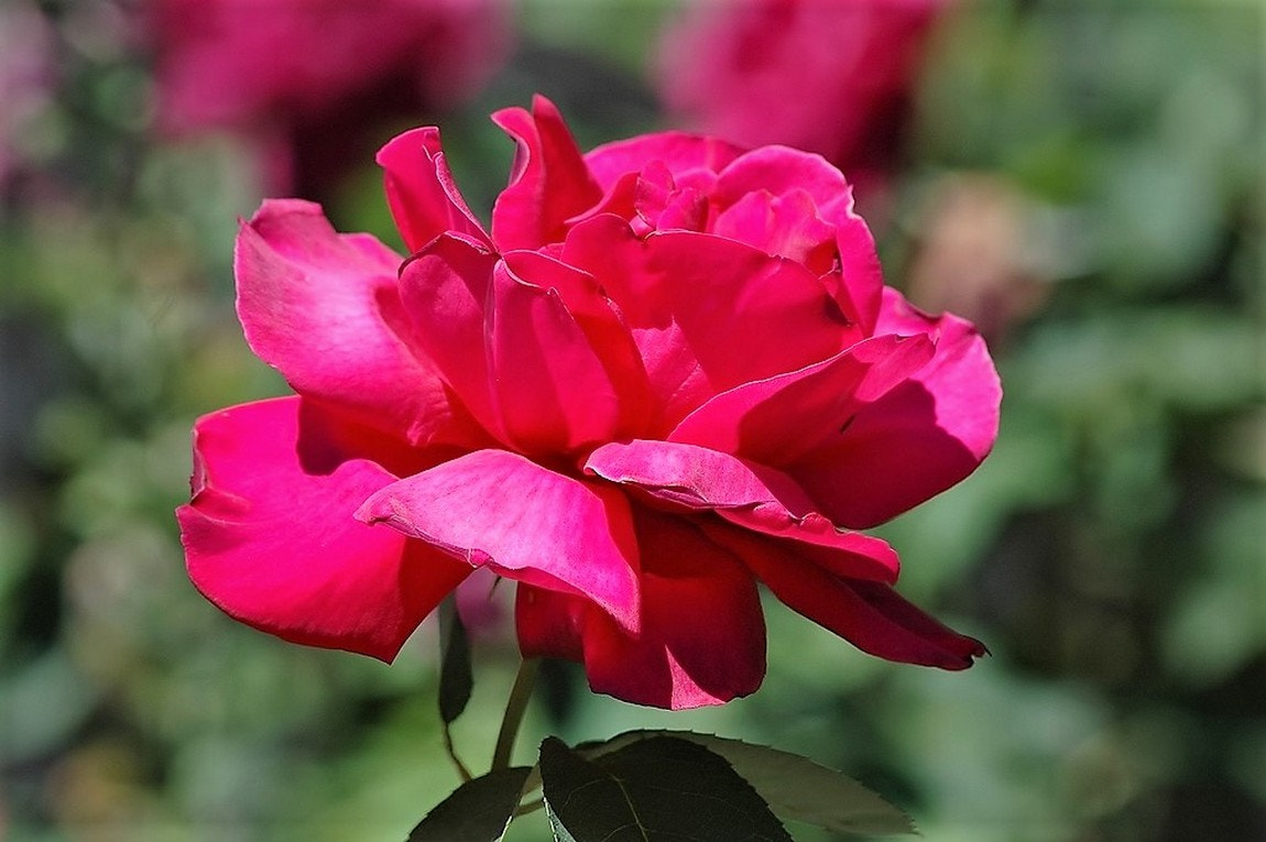 Nikon D70 sample photo. Big red rose. photography