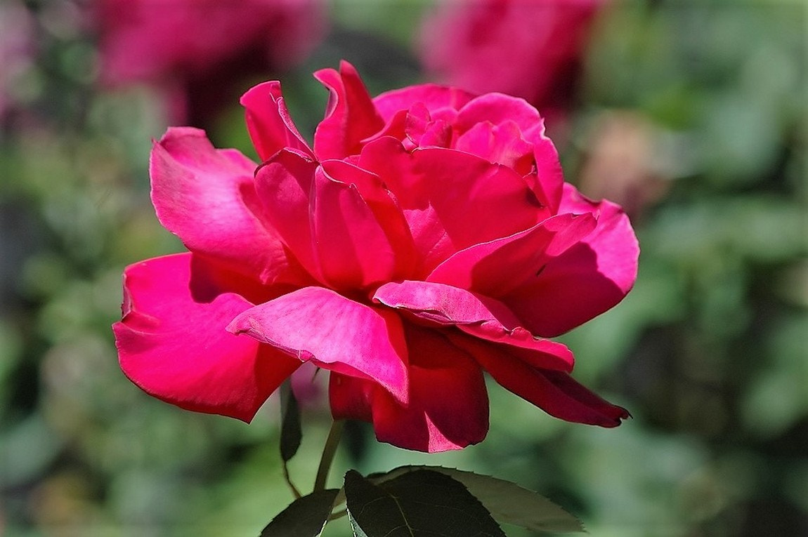 AF Nikkor 70-210mm f/4-5.6 sample photo. Big red rose. photography