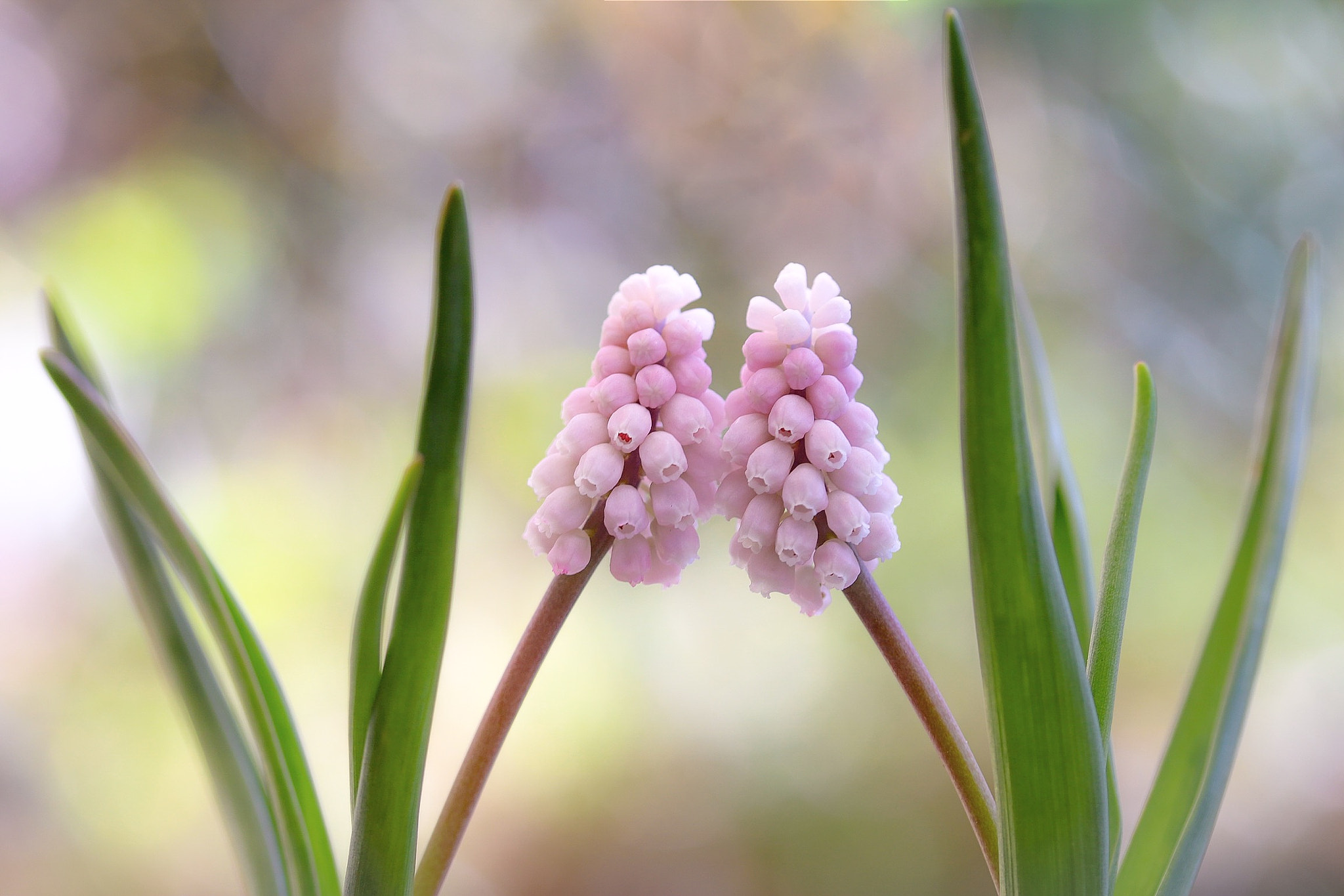 Canon EOS 760D (EOS Rebel T6s / EOS 8000D) + Canon EF-S 60mm F2.8 Macro USM sample photo. Kiss ♡ kiss photography