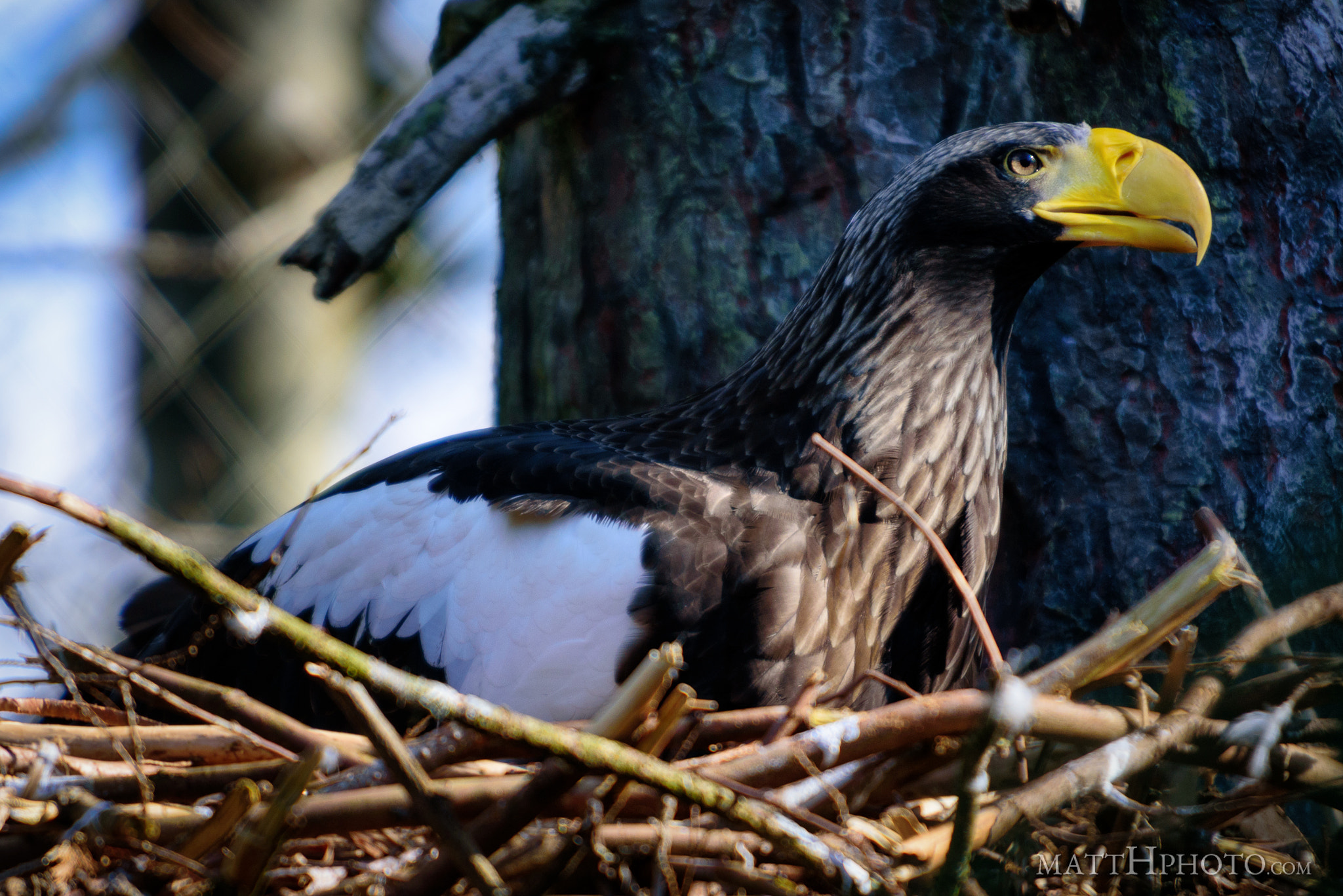Nikon D750 sample photo. Steller's sea eagle photography