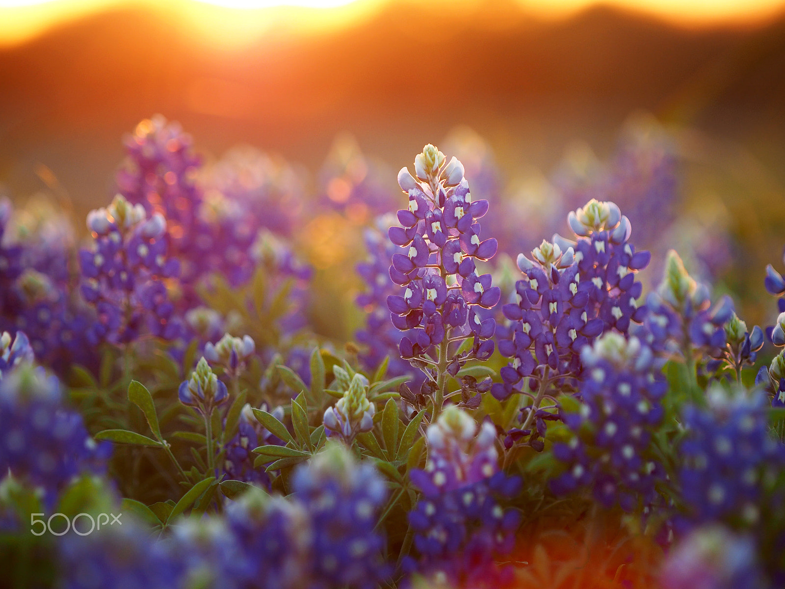 Olympus OM-D E-M1 sample photo. Bluebonnet sunset photography