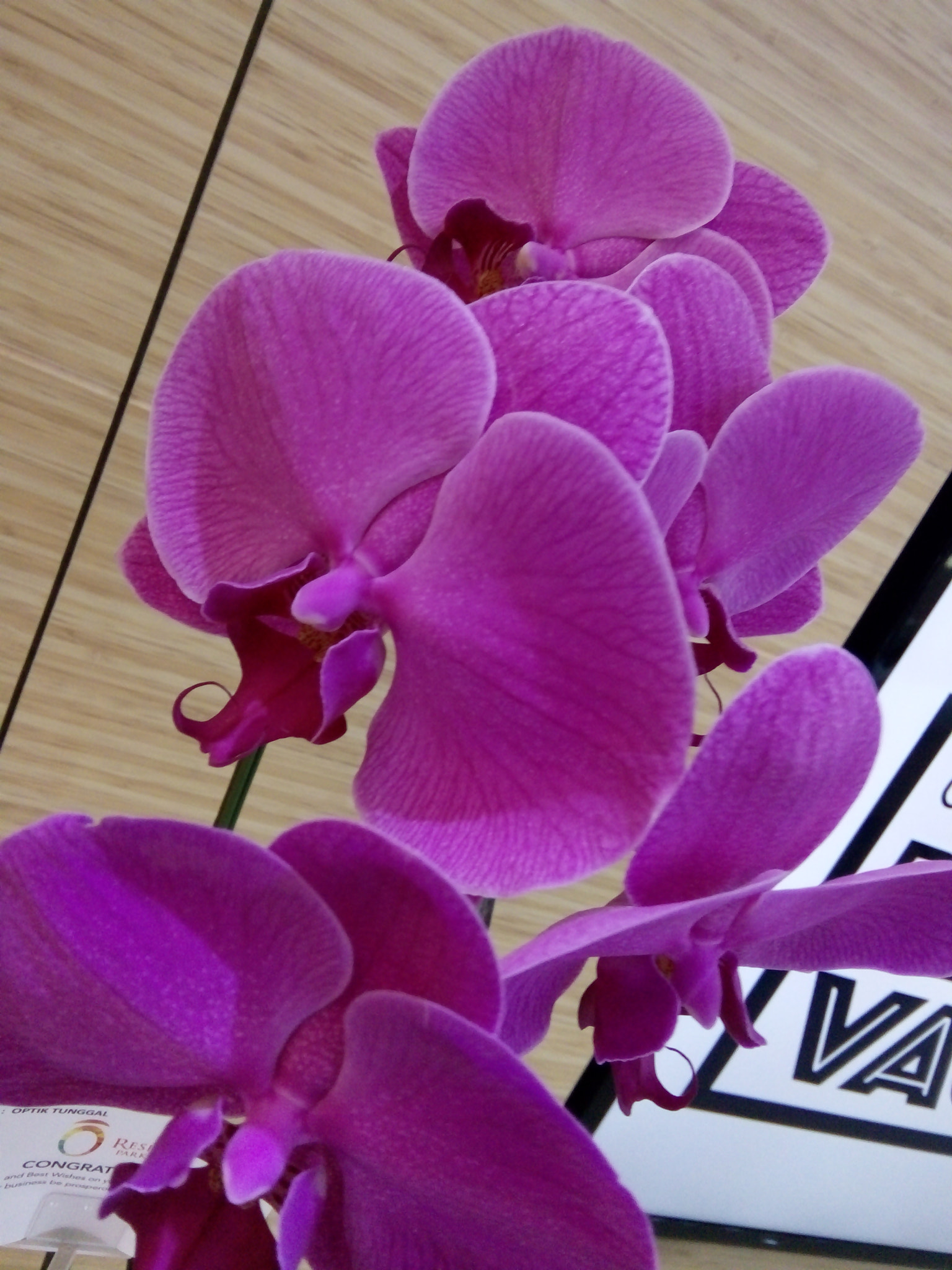 OPPO A1603 sample photo