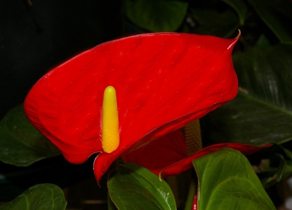 Pentax K100D Super + Pentax smc DA 18-55mm F3.5-5.6 AL sample photo. Nice looking plant flower. photography