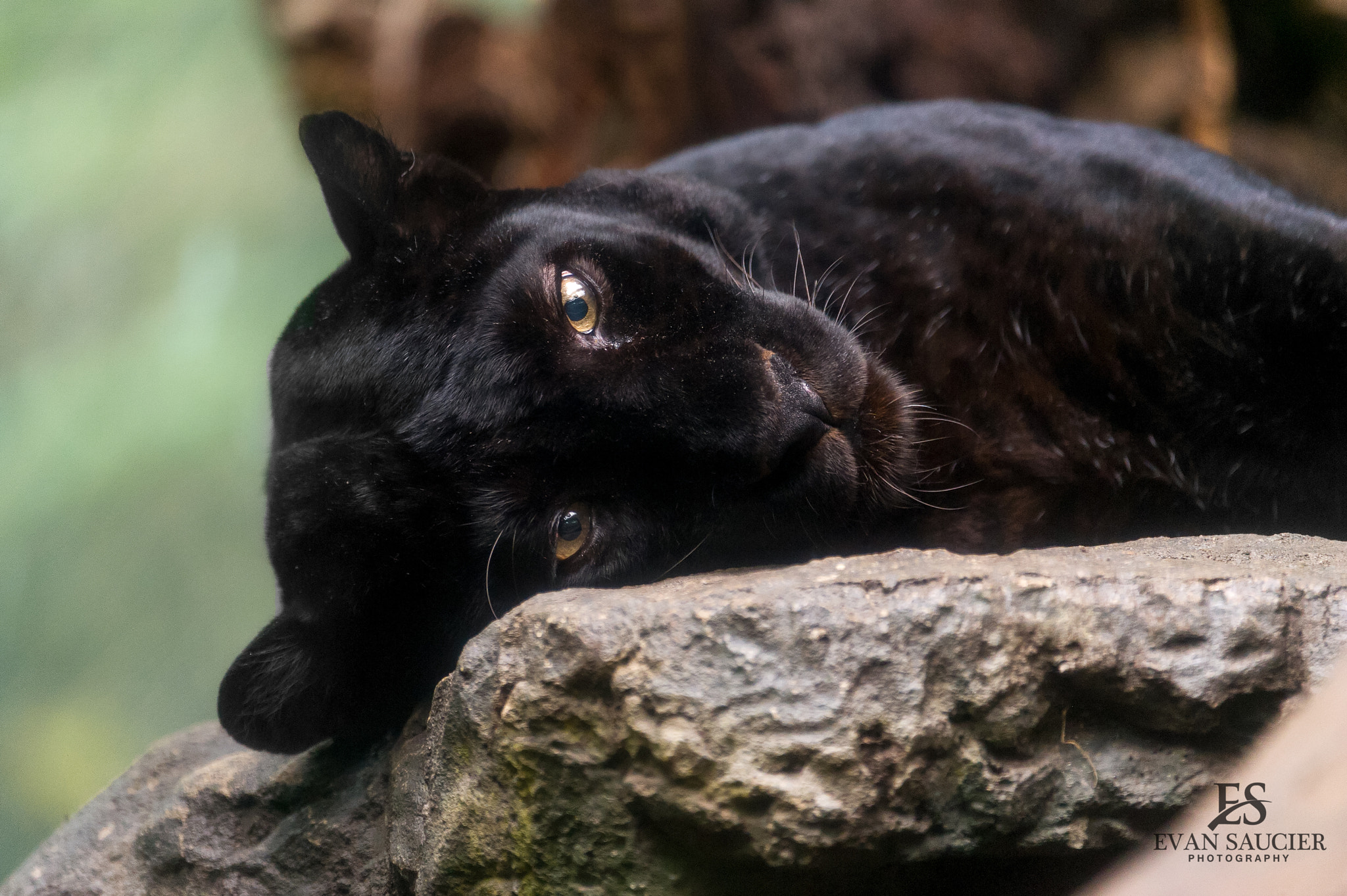 Nikon AF-S Nikkor 200-400mm F4G ED-IF VR sample photo. Panther photography