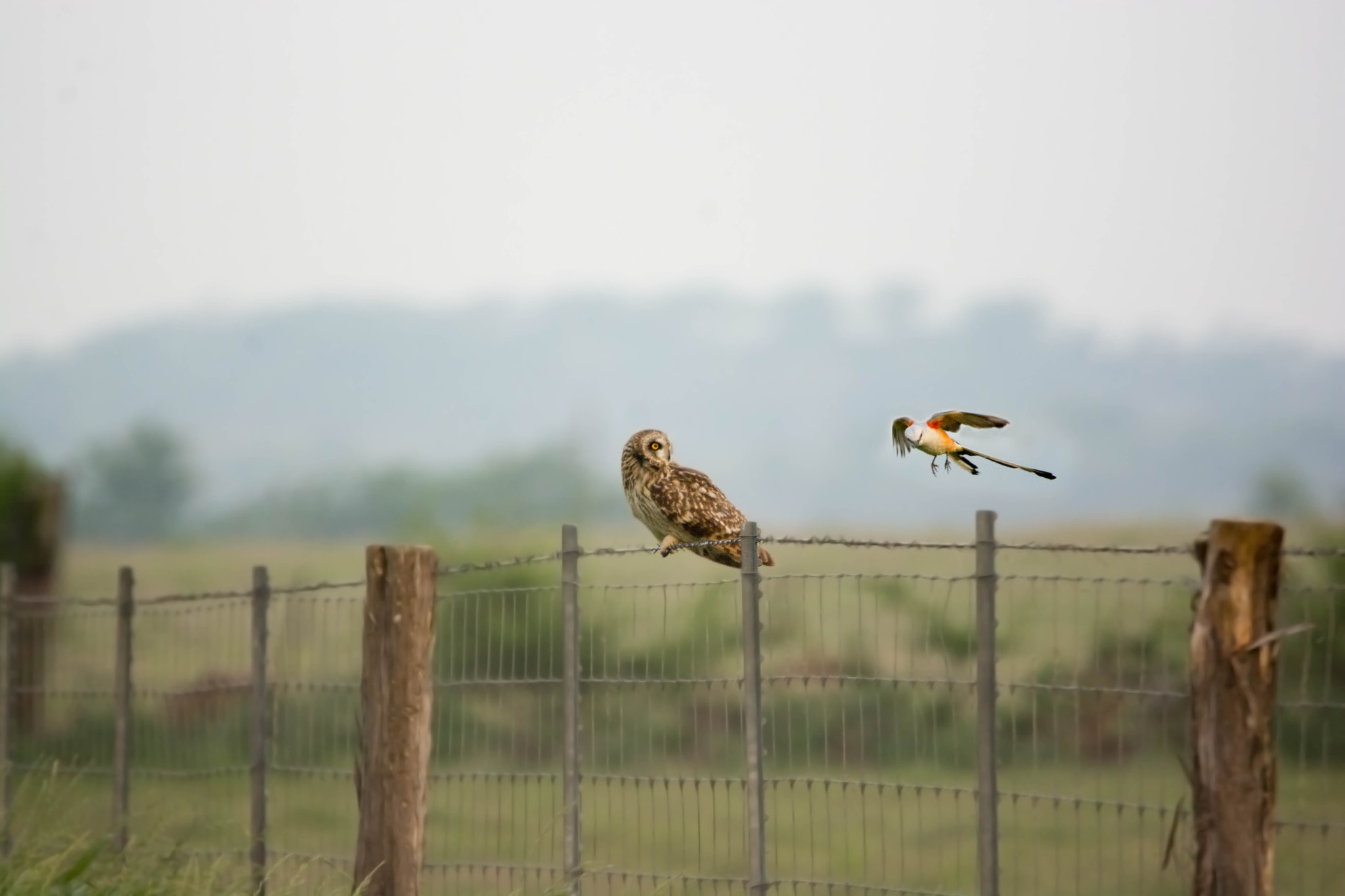 Sigma 150-600mm F5-6.3 DG OS HSM | C sample photo. Seasonal migration!! photography