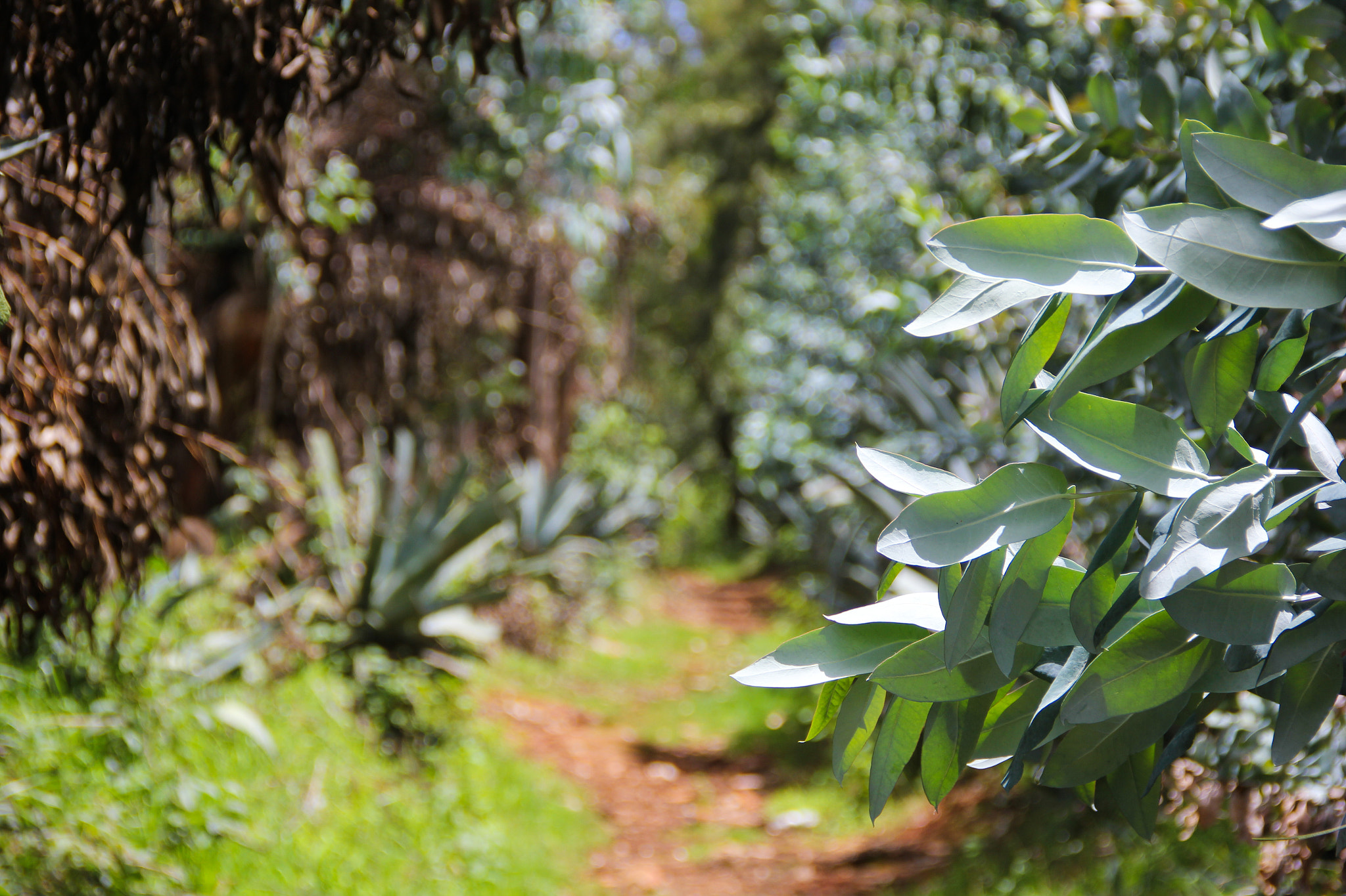 Canon EOS 550D (EOS Rebel T2i / EOS Kiss X4) sample photo. Siguiendo el sendero photography