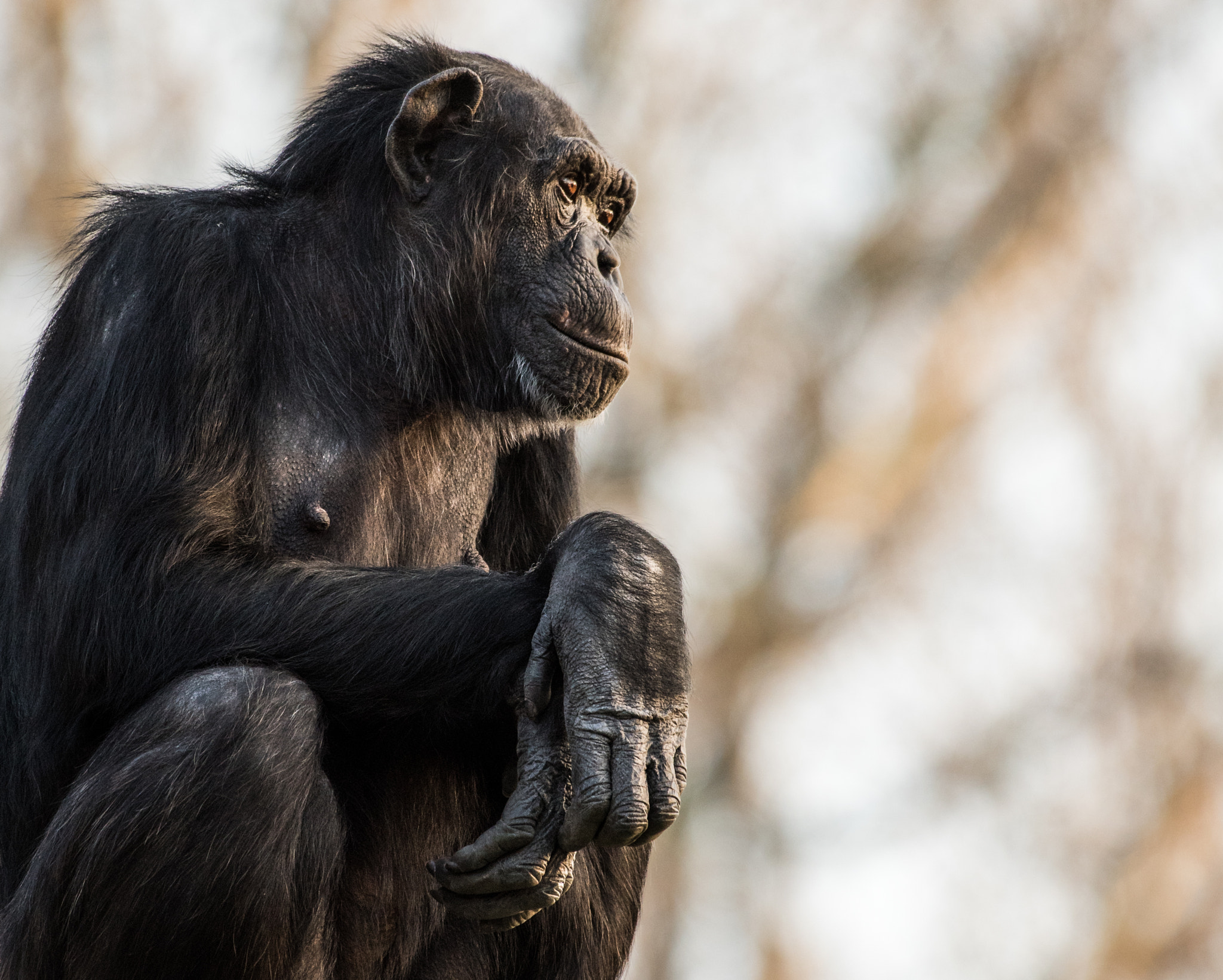 Nikon D810 sample photo. Chimpanzee xxix photography