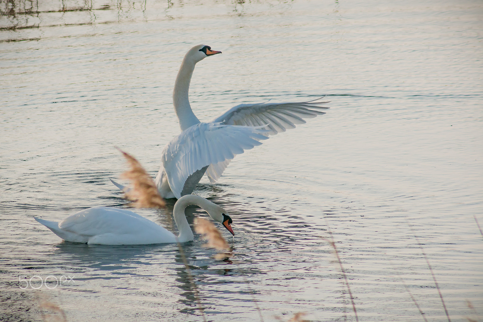 Canon EOS 70D sample photo. Swan lake photography