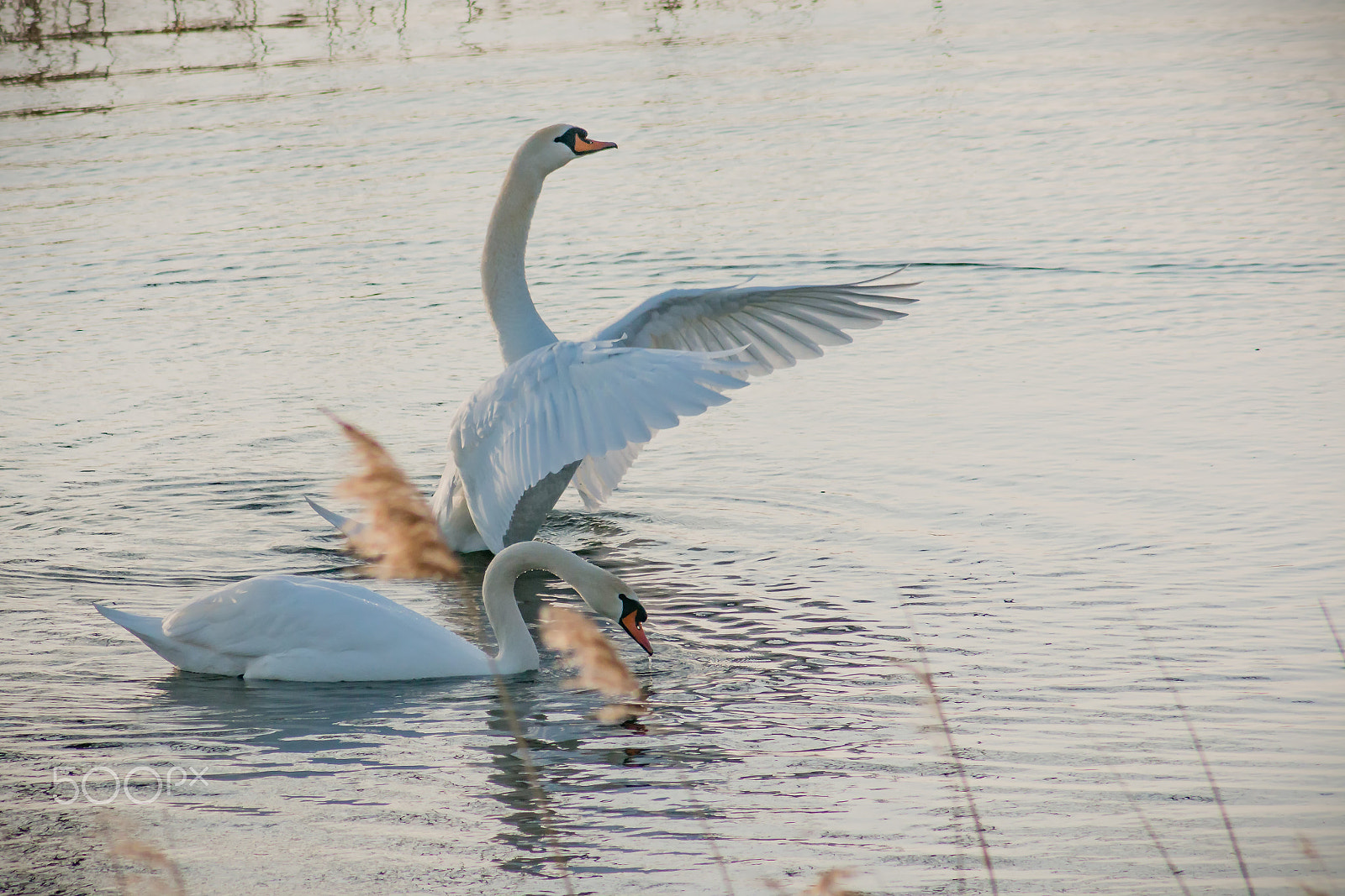 Canon EOS 70D + EF75-300mm f/4-5.6 sample photo. Swan lake photography