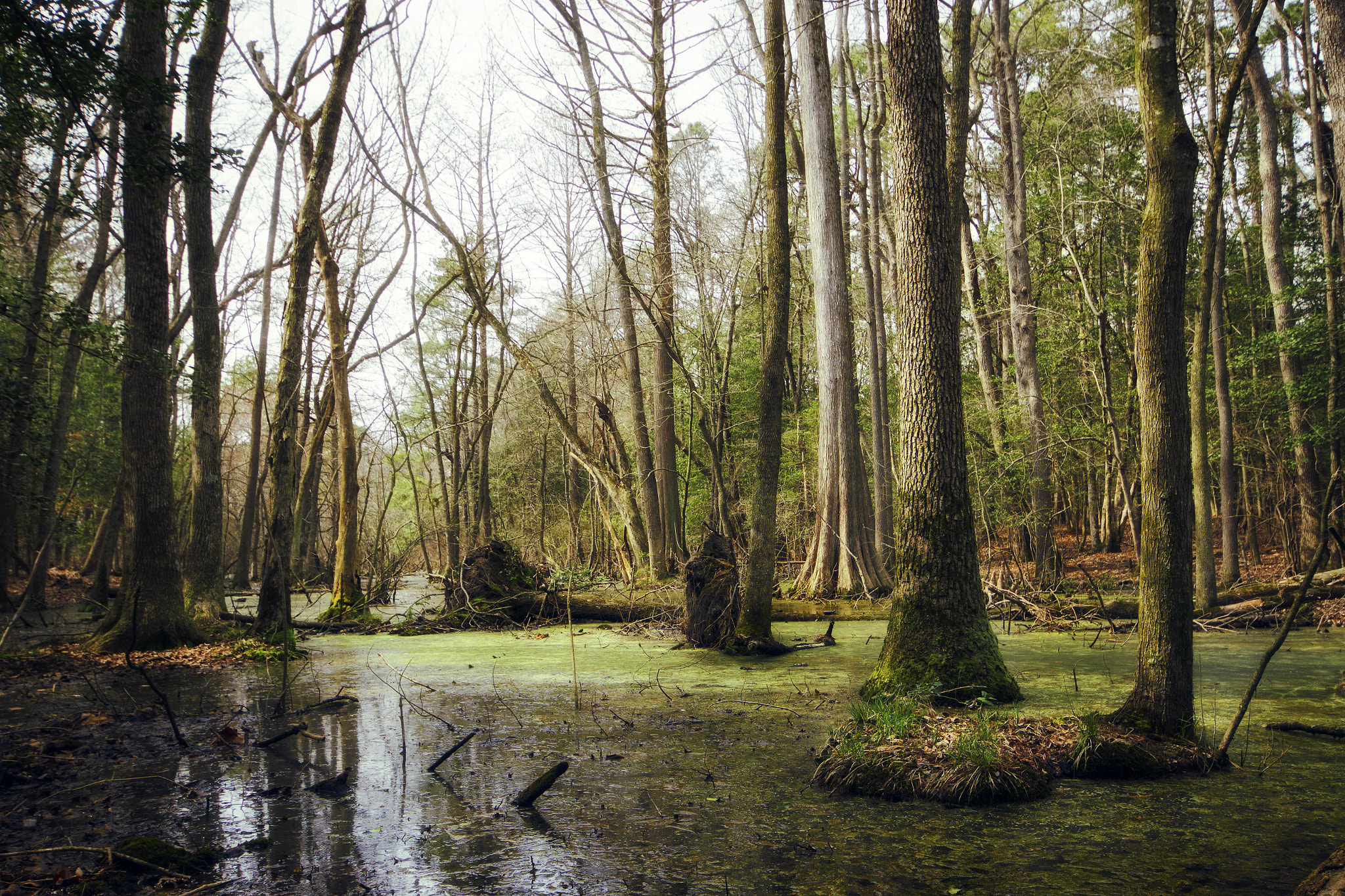 Canon EOS 7D + Sigma 10-20mm F4-5.6 EX DC HSM sample photo. Bald cypress swamp #1 photography