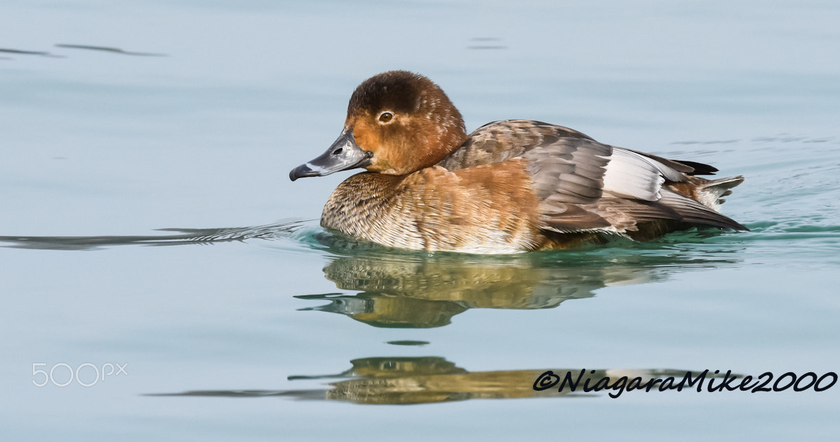 Nikon D810 + Nikon AF-S Nikkor 400mm F2.8E FL ED VR sample photo. Duck photography