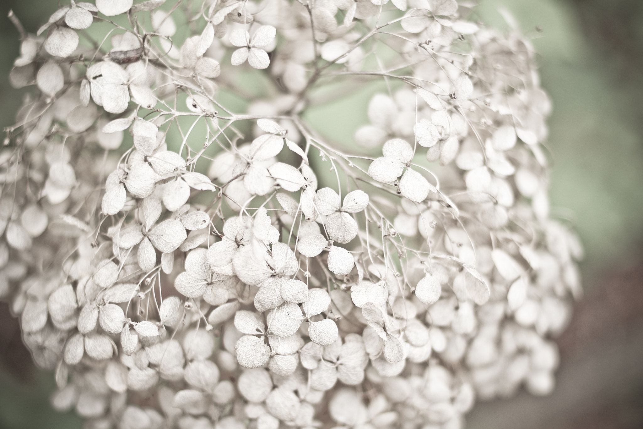 Canon EOS 100D (EOS Rebel SL1 / EOS Kiss X7) + Canon EF 35mm F2 sample photo. Hydrangea macrophylla photography