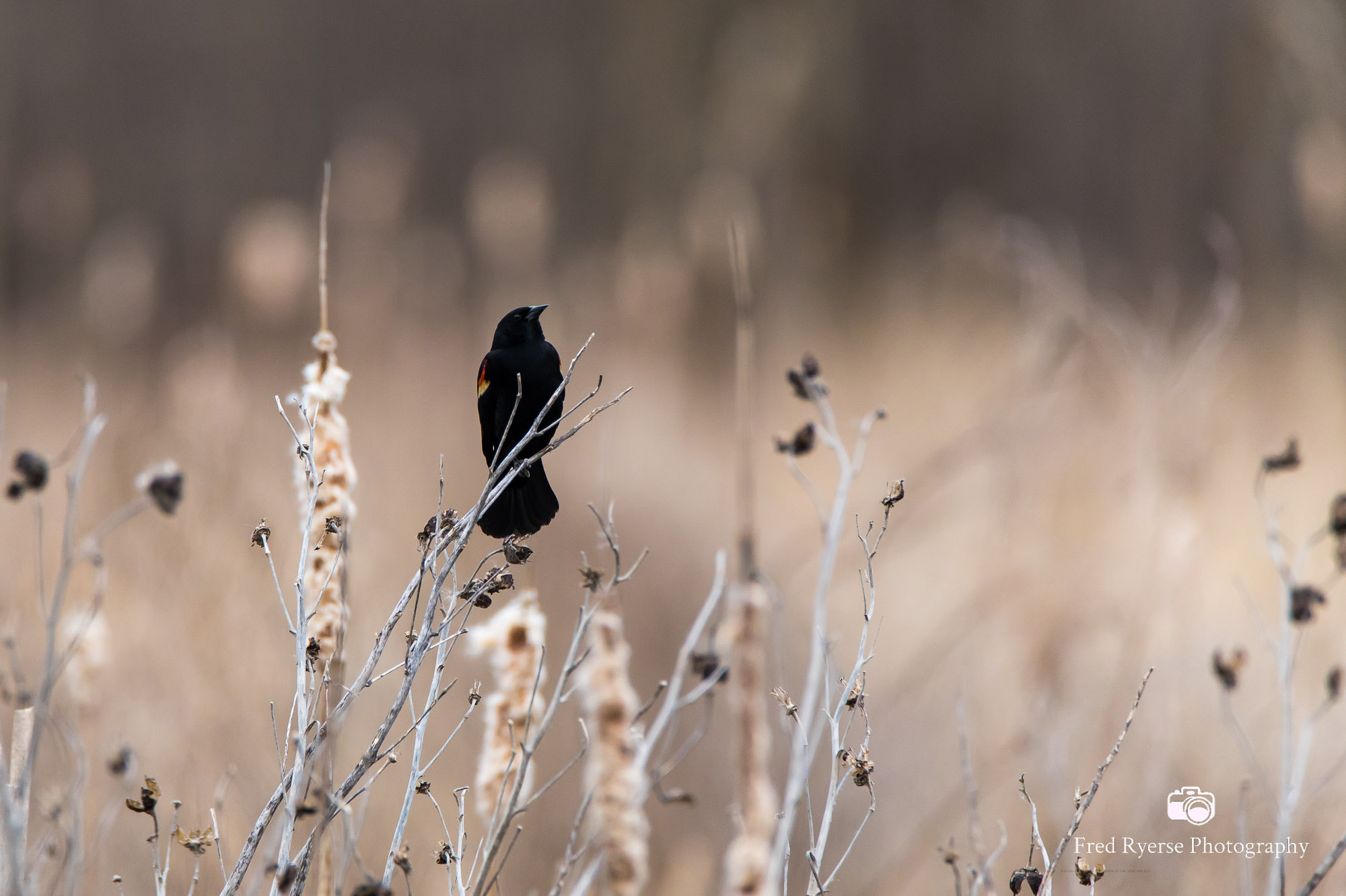 Tamron SP 150-600mm F5-6.3 Di VC USD sample photo. Red winged blackbird photography