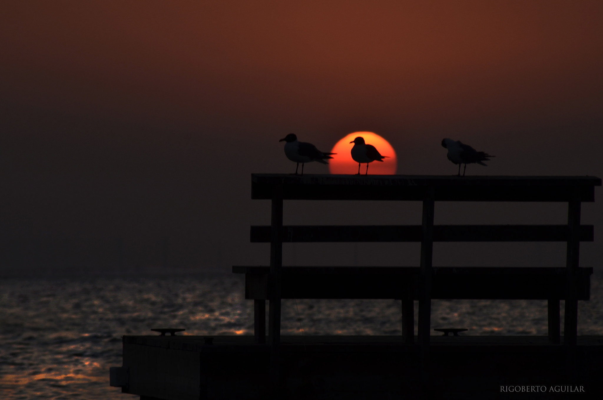 Nikon D7000 sample photo. Sunset in isla del padre and seagull photography