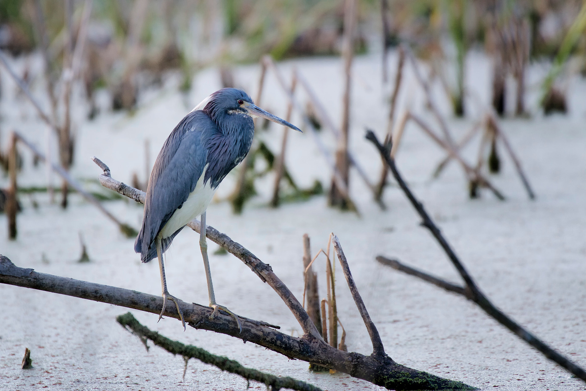Canon EOS 7D + Canon EF 70-300mm F4-5.6L IS USM sample photo. Tricolored heron photography
