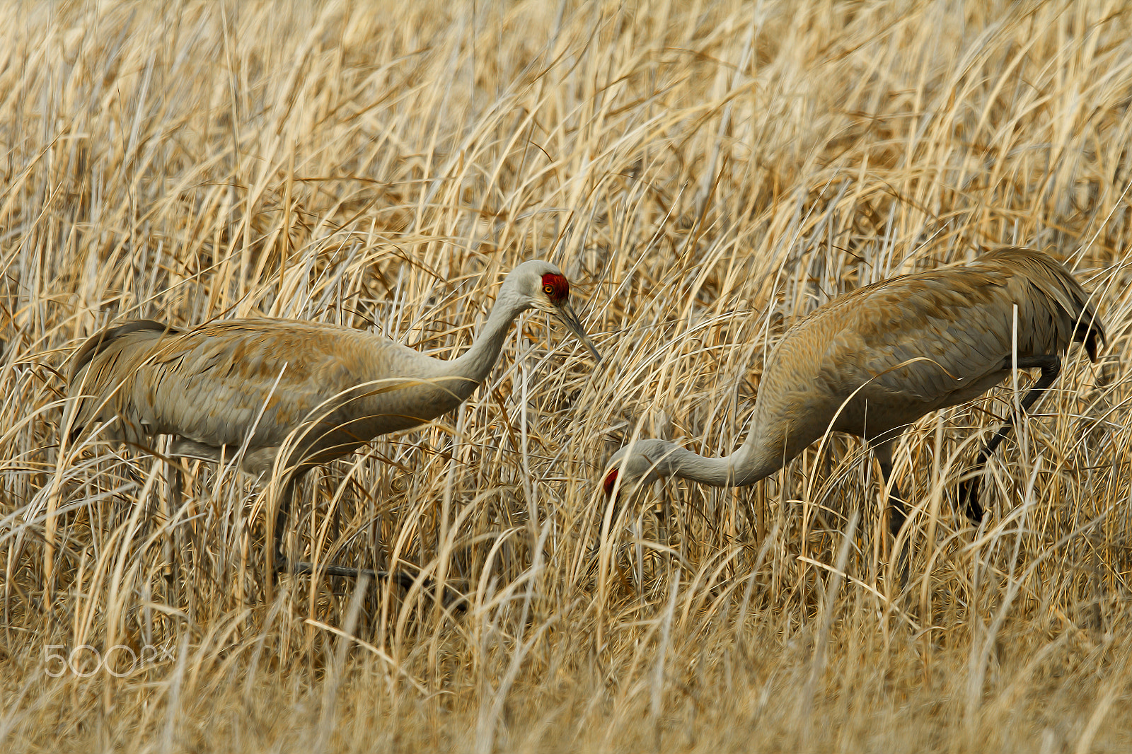 Canon EF 600mm F4L IS II USM sample photo. Sanhill scrane photography