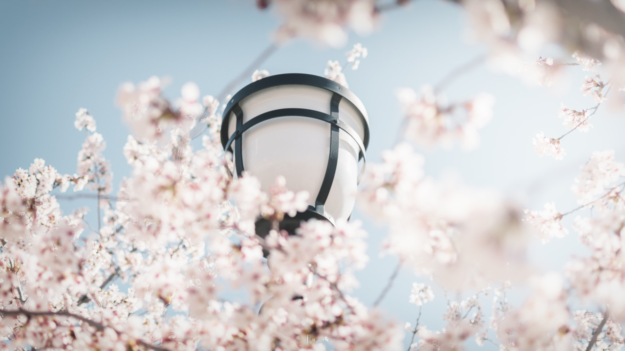 Nikon D5500 + Nikon AF-S DX Nikkor 35mm F1.8G sample photo. Spring photography