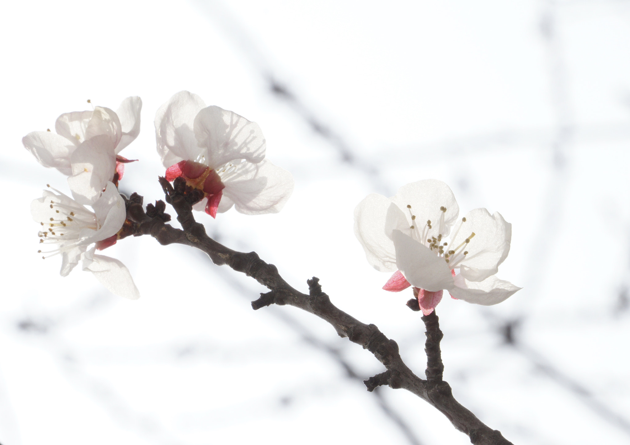 Sony E 18-200mm F3.5-6.3 OSS sample photo. 杏如雪 photography