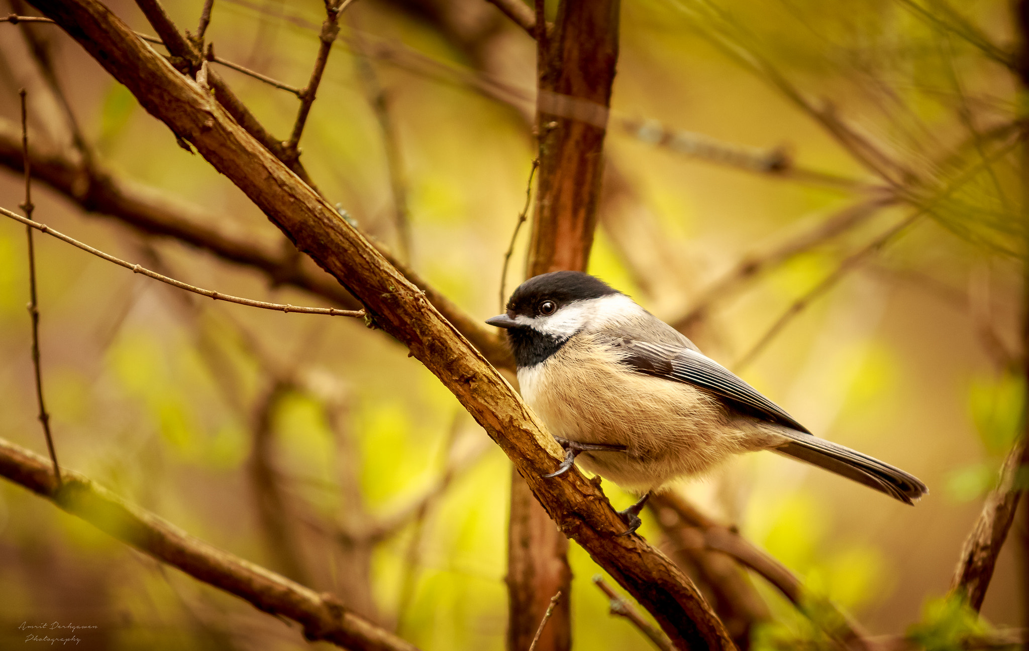 Canon EOS 70D + Canon EF 70-200mm F4L IS USM sample photo. Chickadee photography