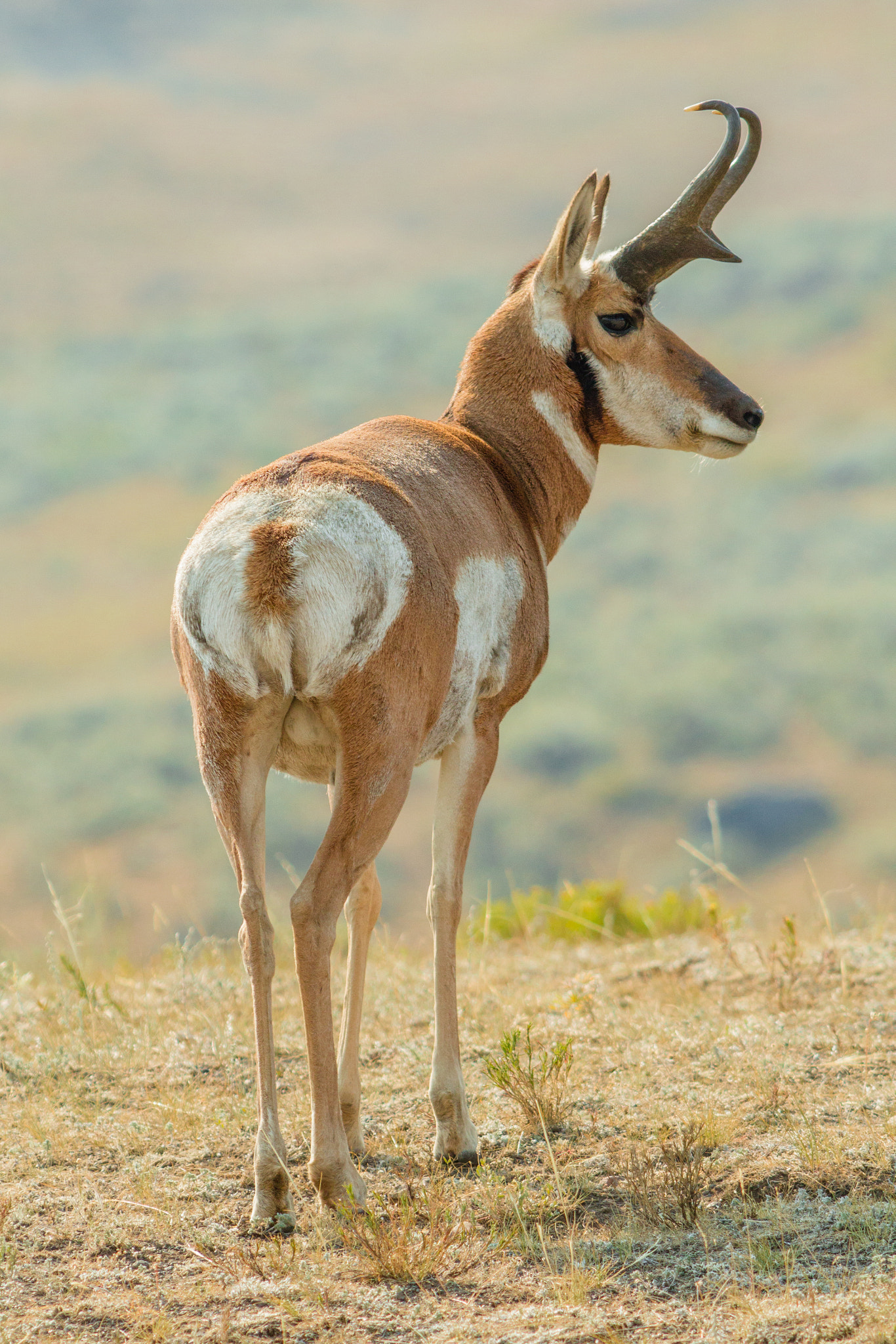 Canon EF 70-200mm F2.8L USM sample photo. Pronghorn pose photography