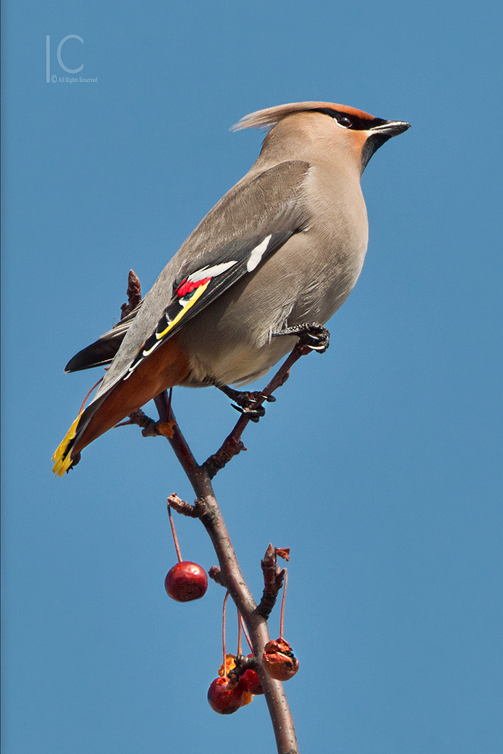 Tamron SP 150-600mm F5-6.3 Di VC USD sample photo. Bohemian waxwing photography