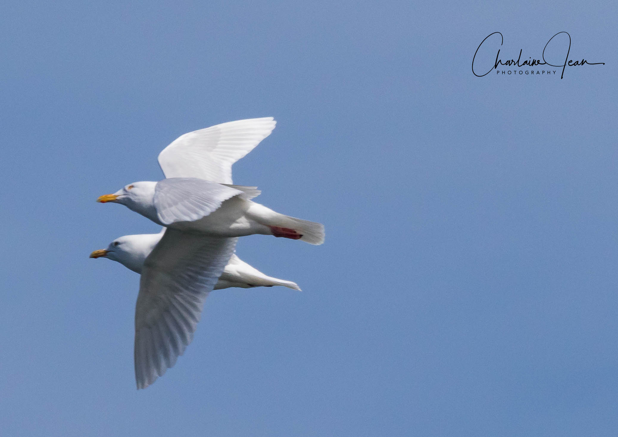 Canon EOS 7D Mark II sample photo. Glaucus gull, pair of bird in the air, escoumin bay, quebec, canada photography