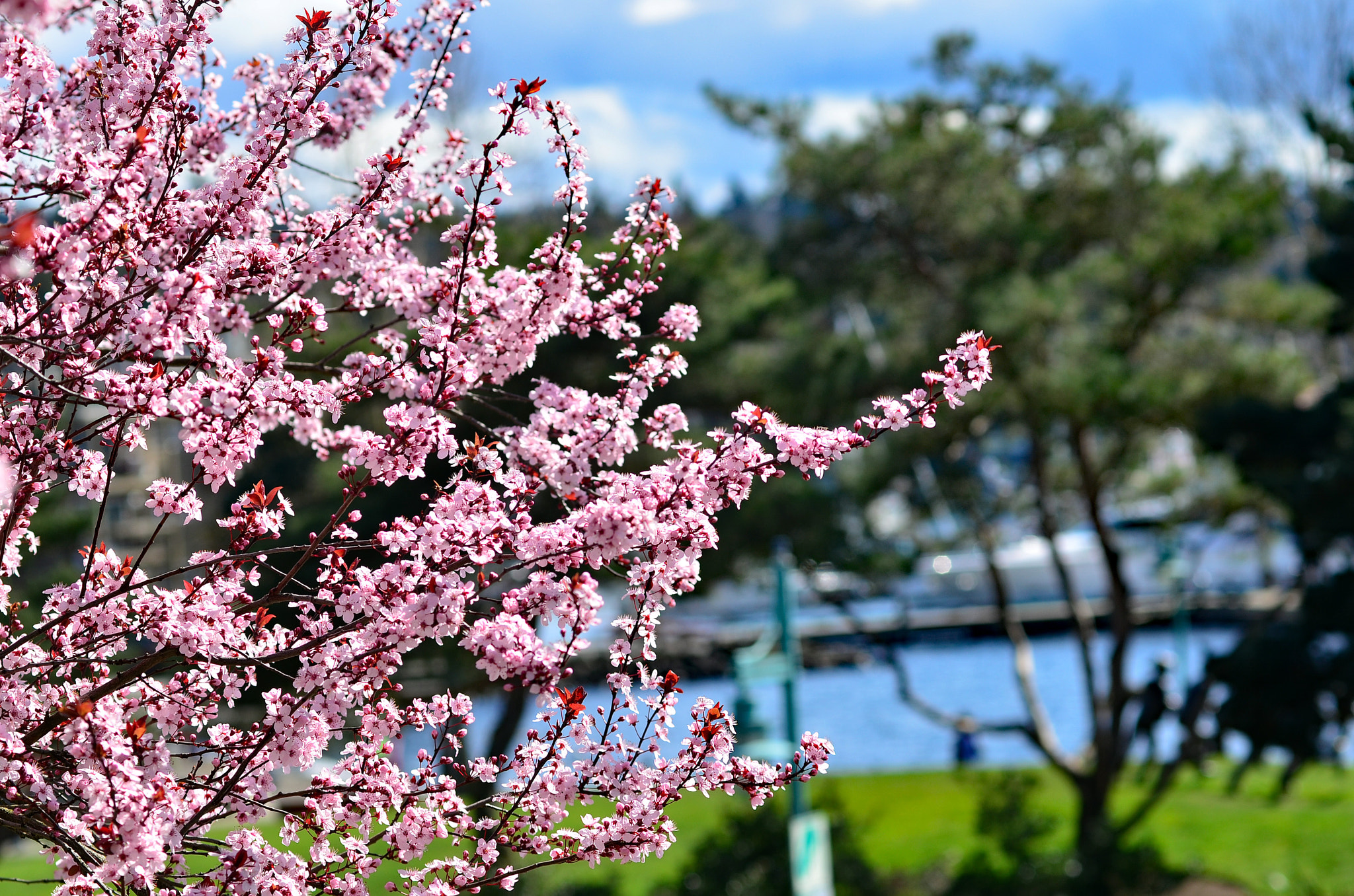 Nikon D7000 + Nikon AF-Nikkor 80-200mm F2.8D ED sample photo. Spring is here photography