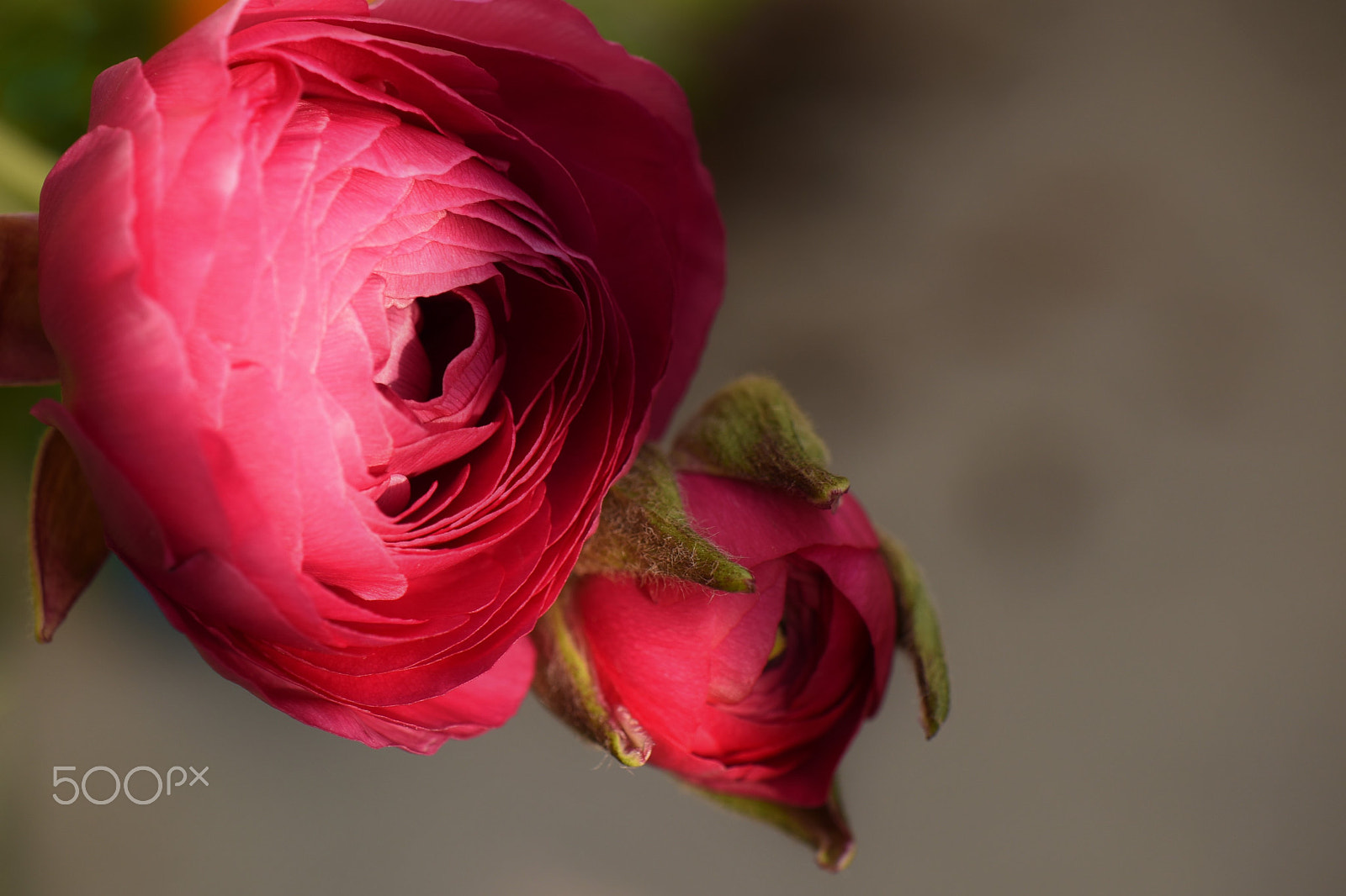 Nikon AF-S DX Micro-Nikkor 85mm F3.5G ED VR sample photo. Hot pink ranunculus flowers photography