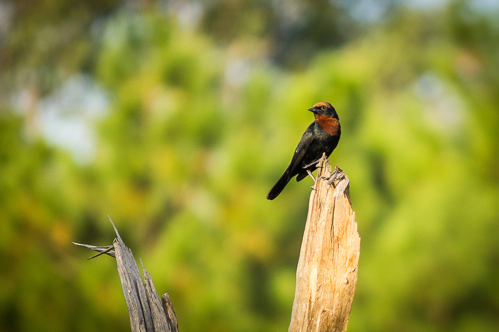 Canon EF-S 55-250mm F4-5.6 IS II sample photo. Black bird photography