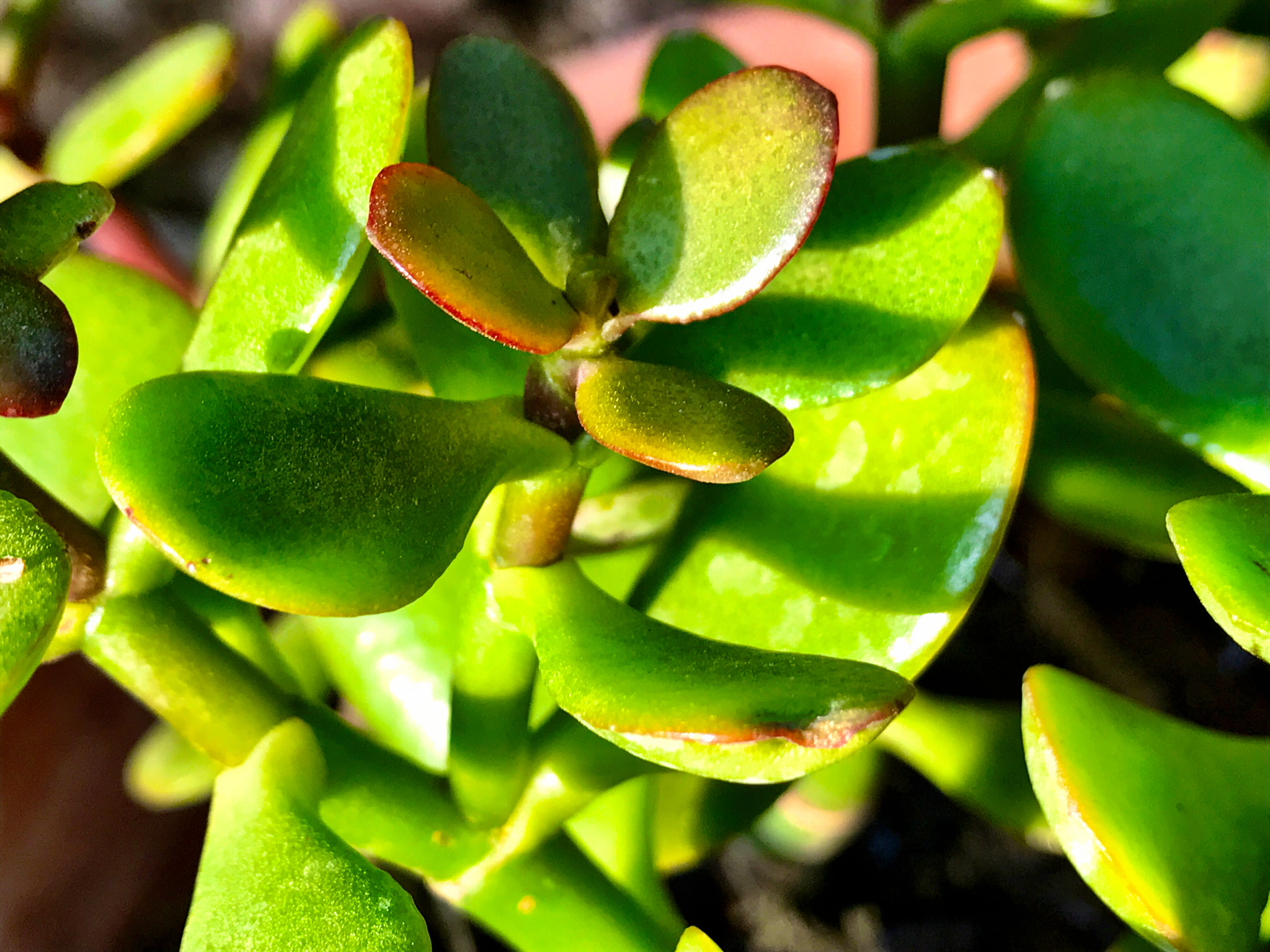 Apple iPhone9,4 sample photo. Succulent macro in sunlight photography