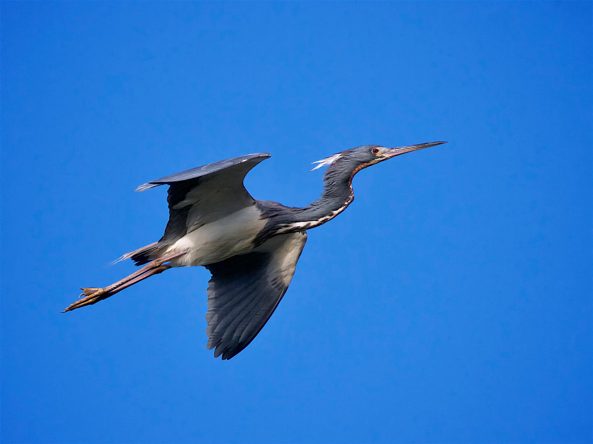 Canon EOS 7D + Canon EF 70-300mm F4-5.6L IS USM sample photo. Tricoloured heron - in flight photography