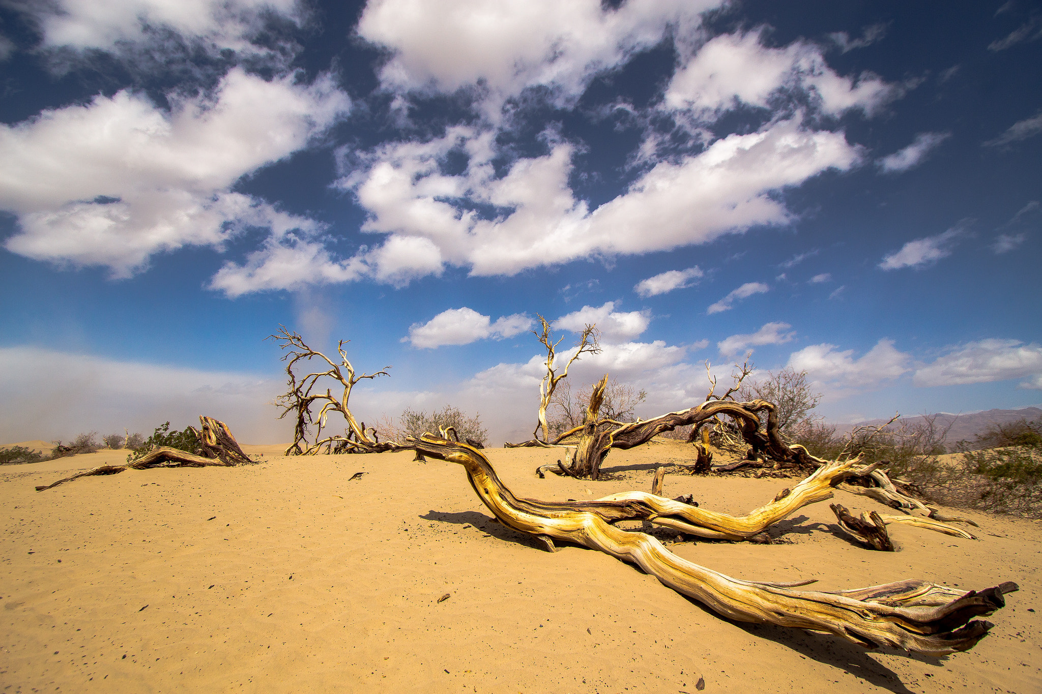 Canon EF-S 10-22mm F3.5-4.5 USM sample photo. All life fights to survive, when deserted ! photography