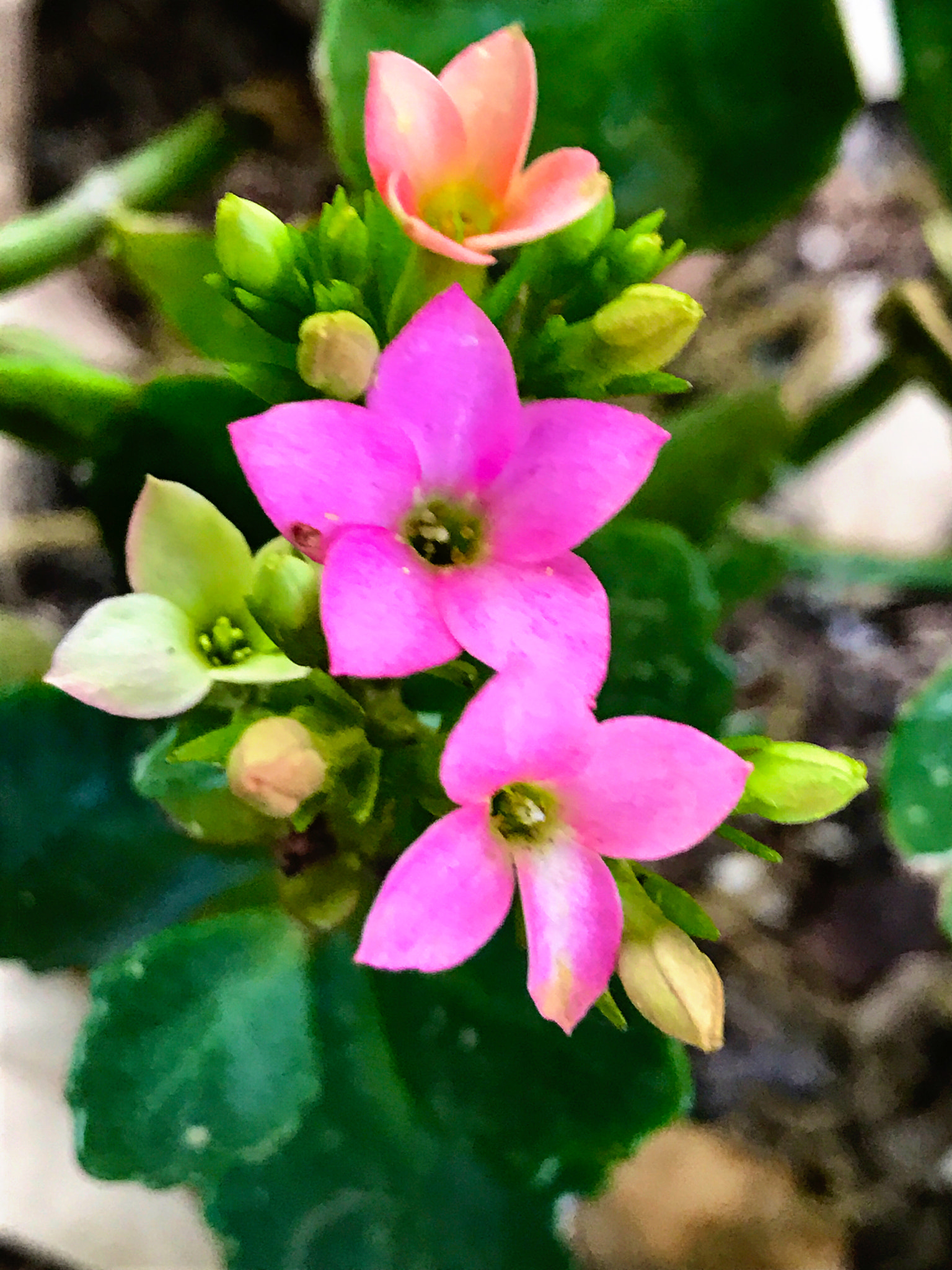 Apple iPhone9,4 sample photo. Succulent flowers photography