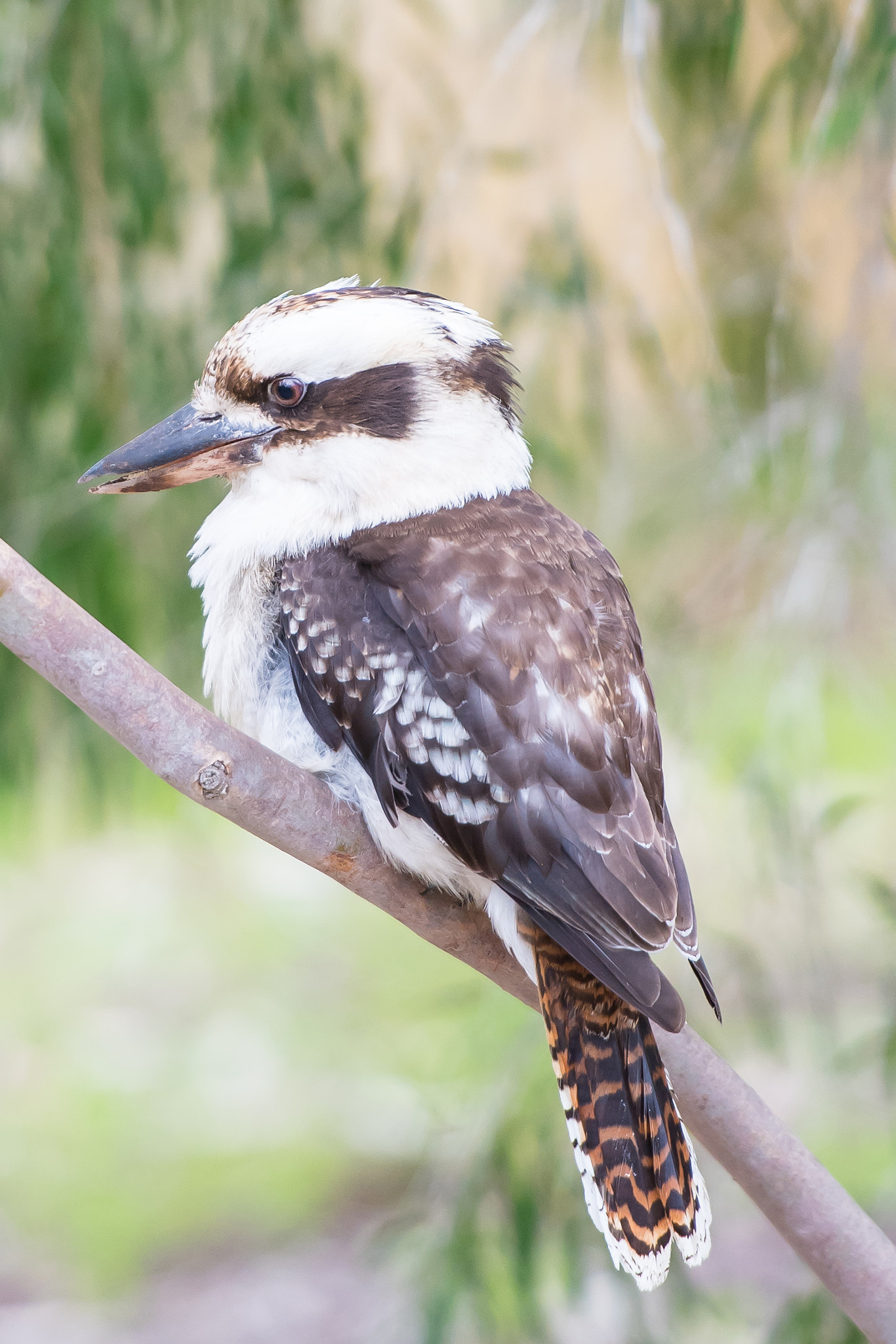 Nikon D5 sample photo. Kookaburra photography