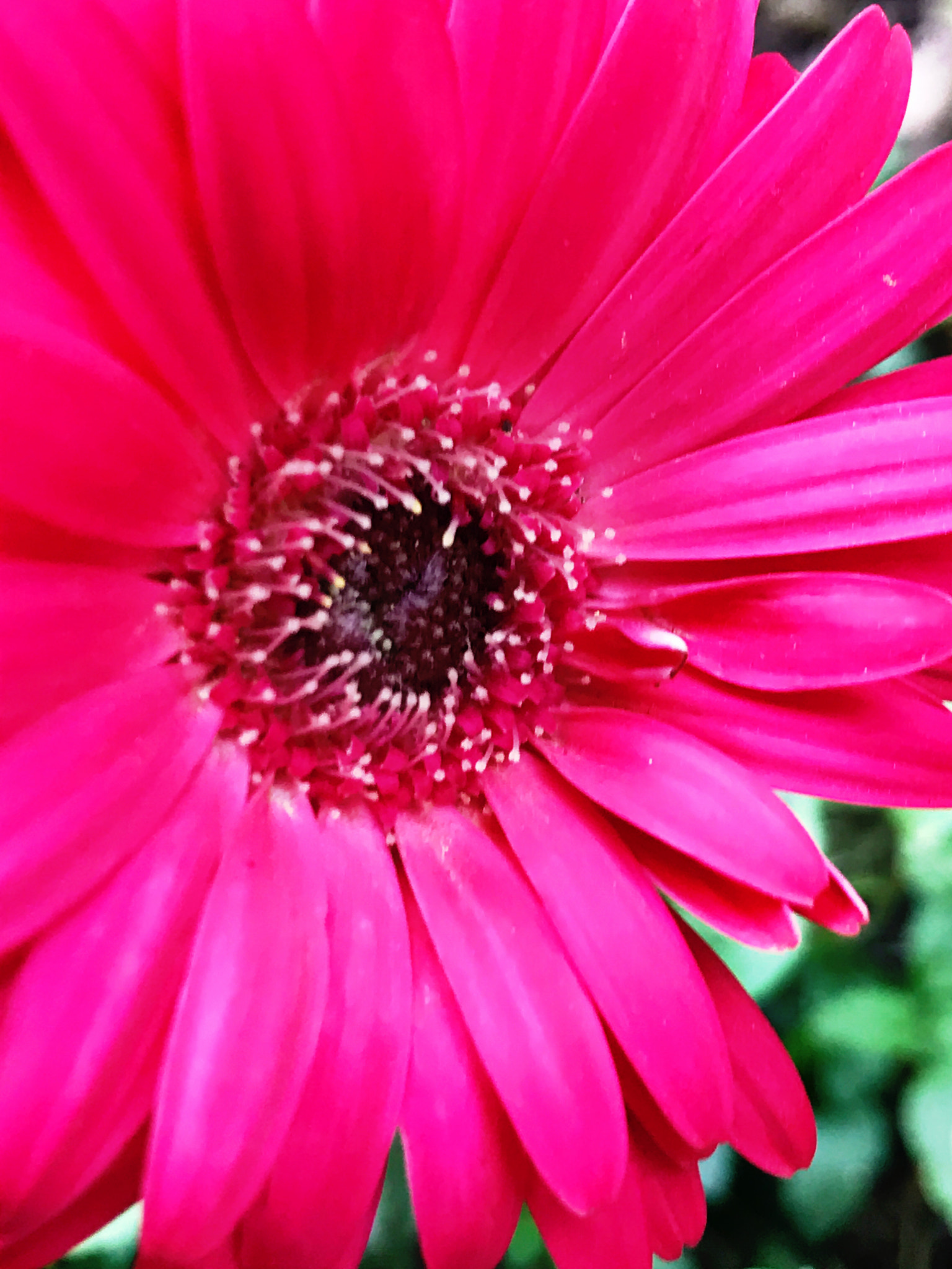Apple iPhone9,4 sample photo. Pollen-laden red daisy photography